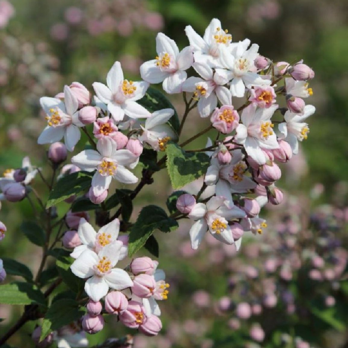 Deutzia hybrida ´Mont Rose`