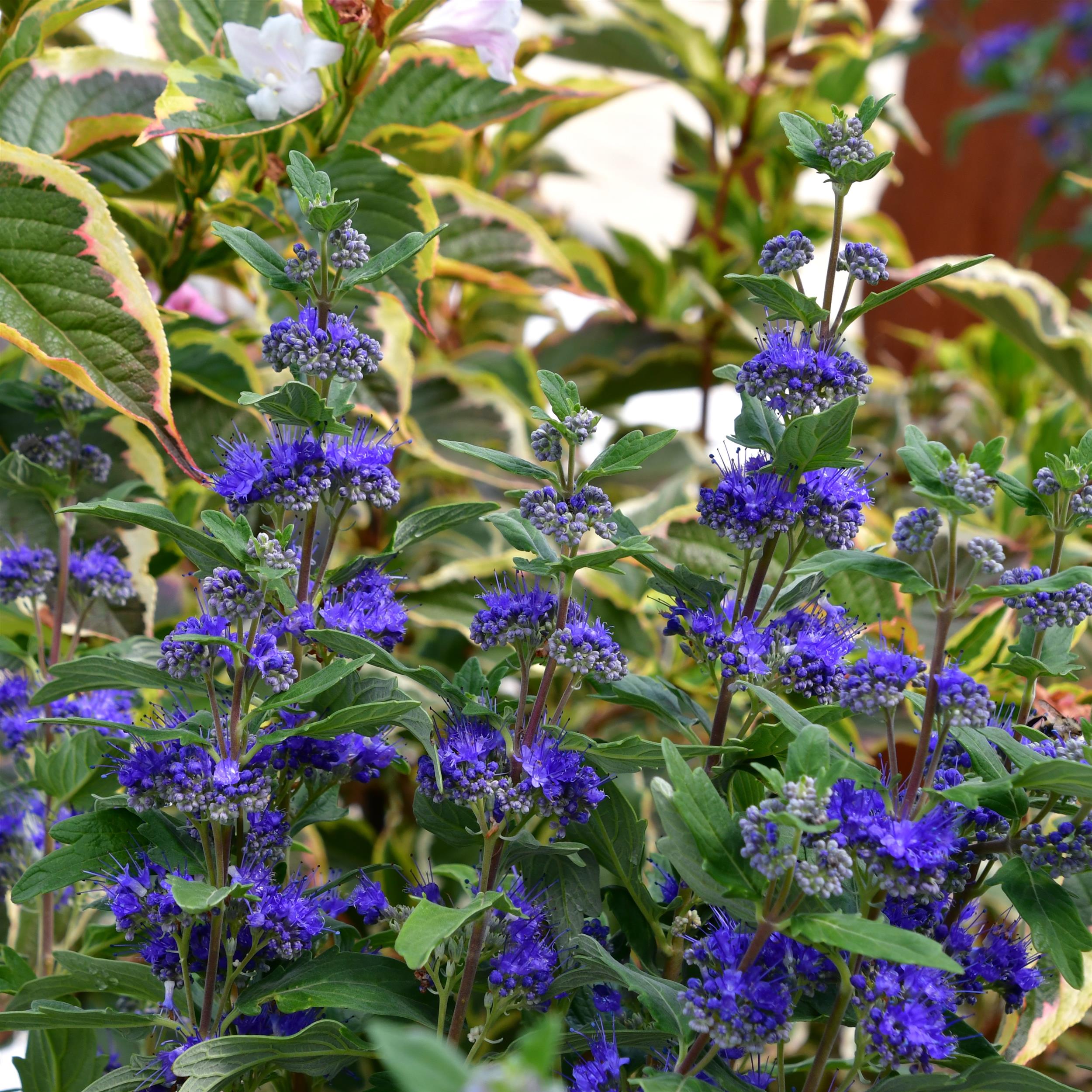 Caryopteris x clandonensis 'Grand Bleu'