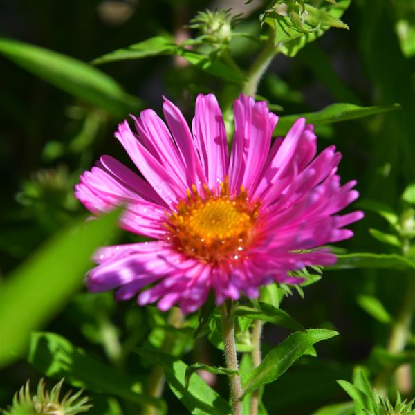 Aster novae-angliae 'Harrington's Pink' 1L