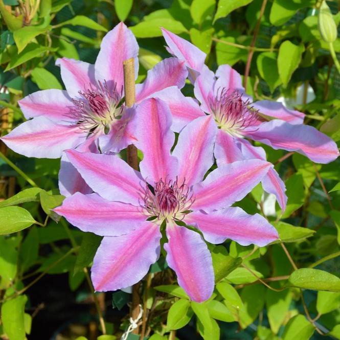 Clematis 'Nelly Moser'