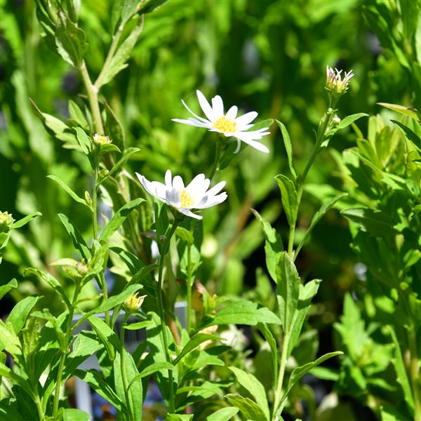 Kalimeris incisa Alba 1L