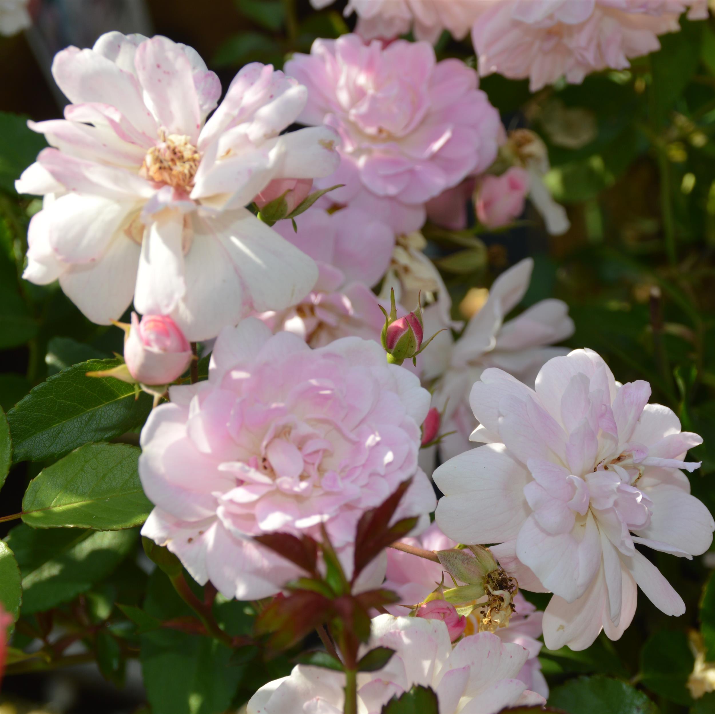 5 x Dainty Pink im Bio-Container