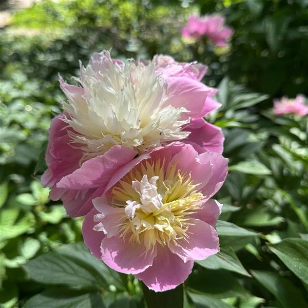 Paeonia lactiflora Bowl of Beauty 2L