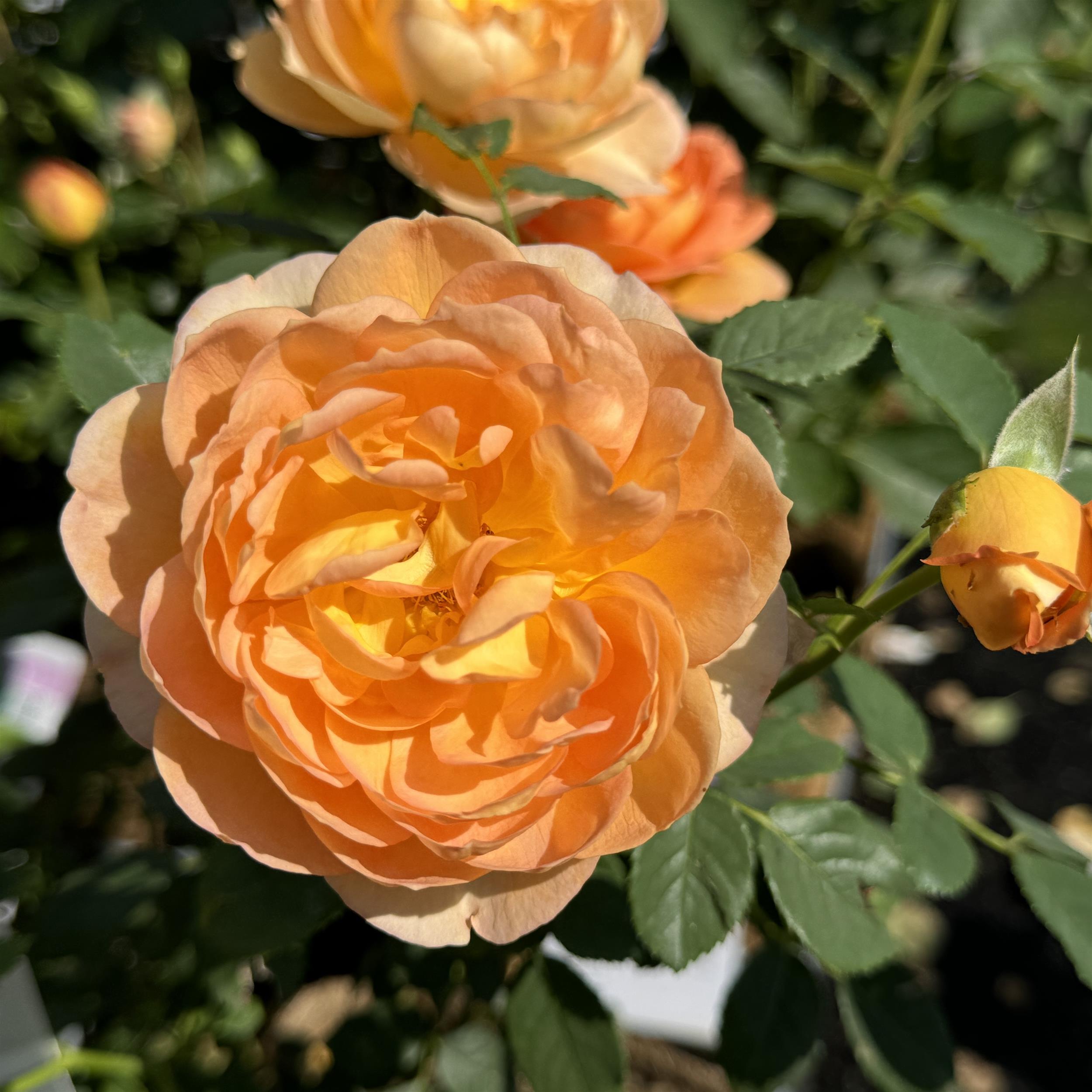 Lady of Shalott