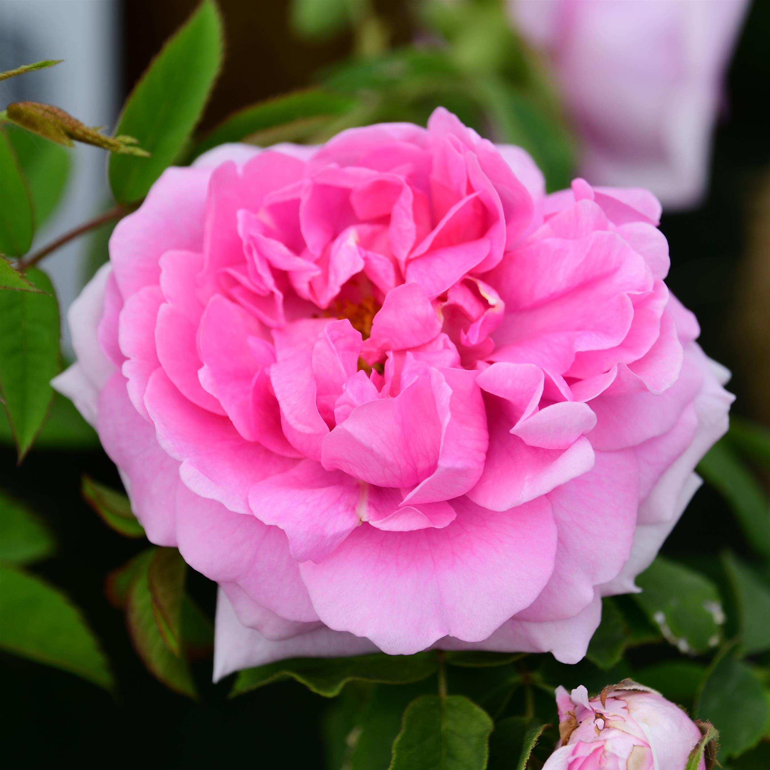 Comte de Chambord