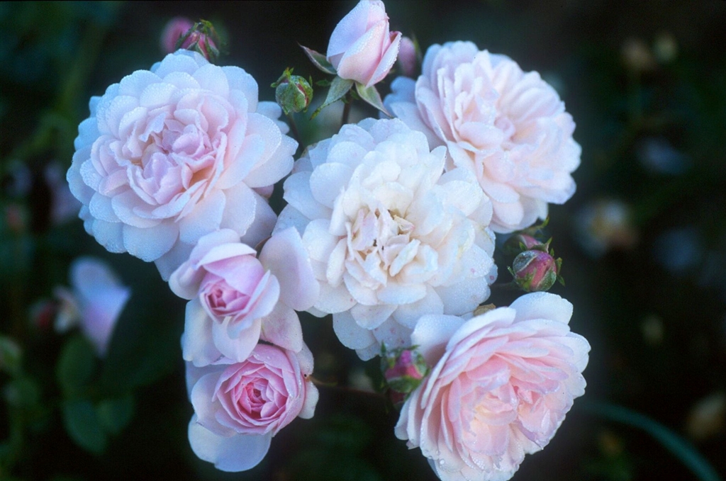 Blush Noisette