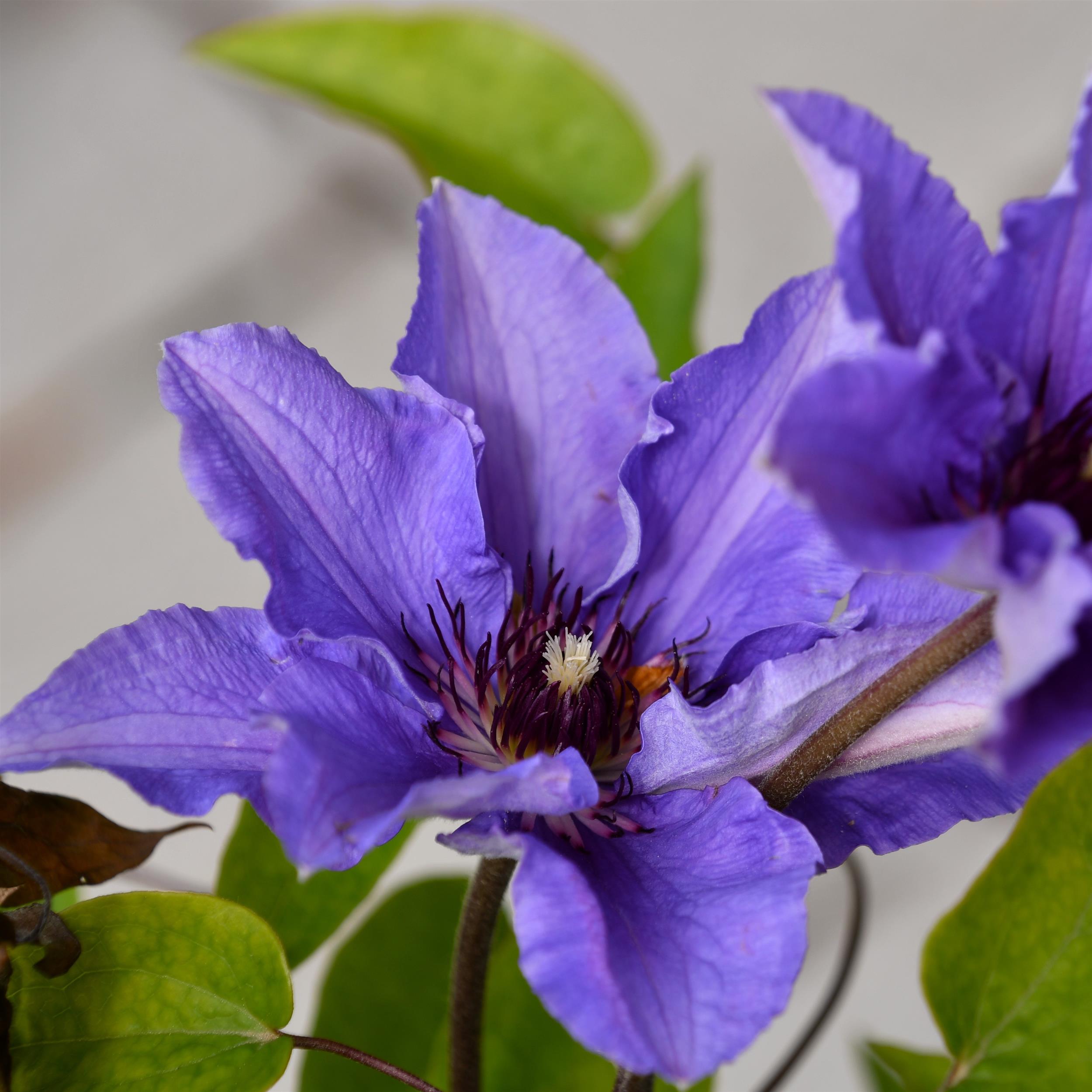 Clematis hybride Königskind