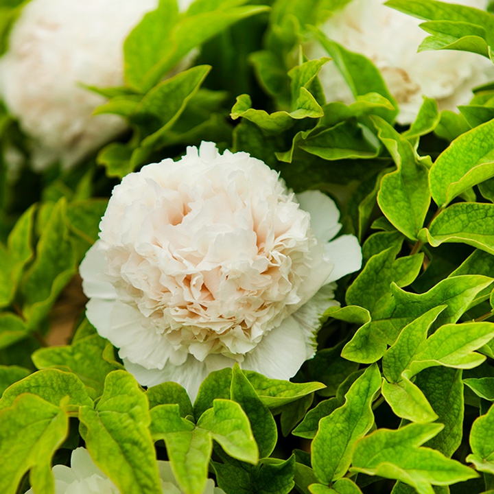 Paeonia suffruticosa Xue Ta