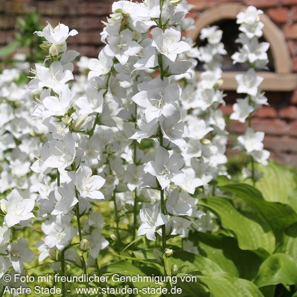 Campanula persicifolia ´Grandiflora Alba` 1L