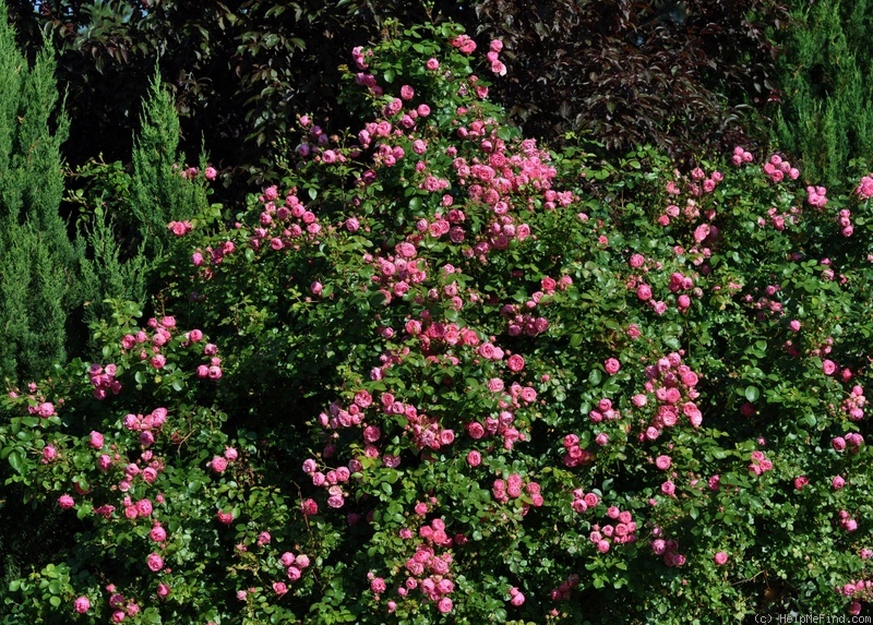Pomponella