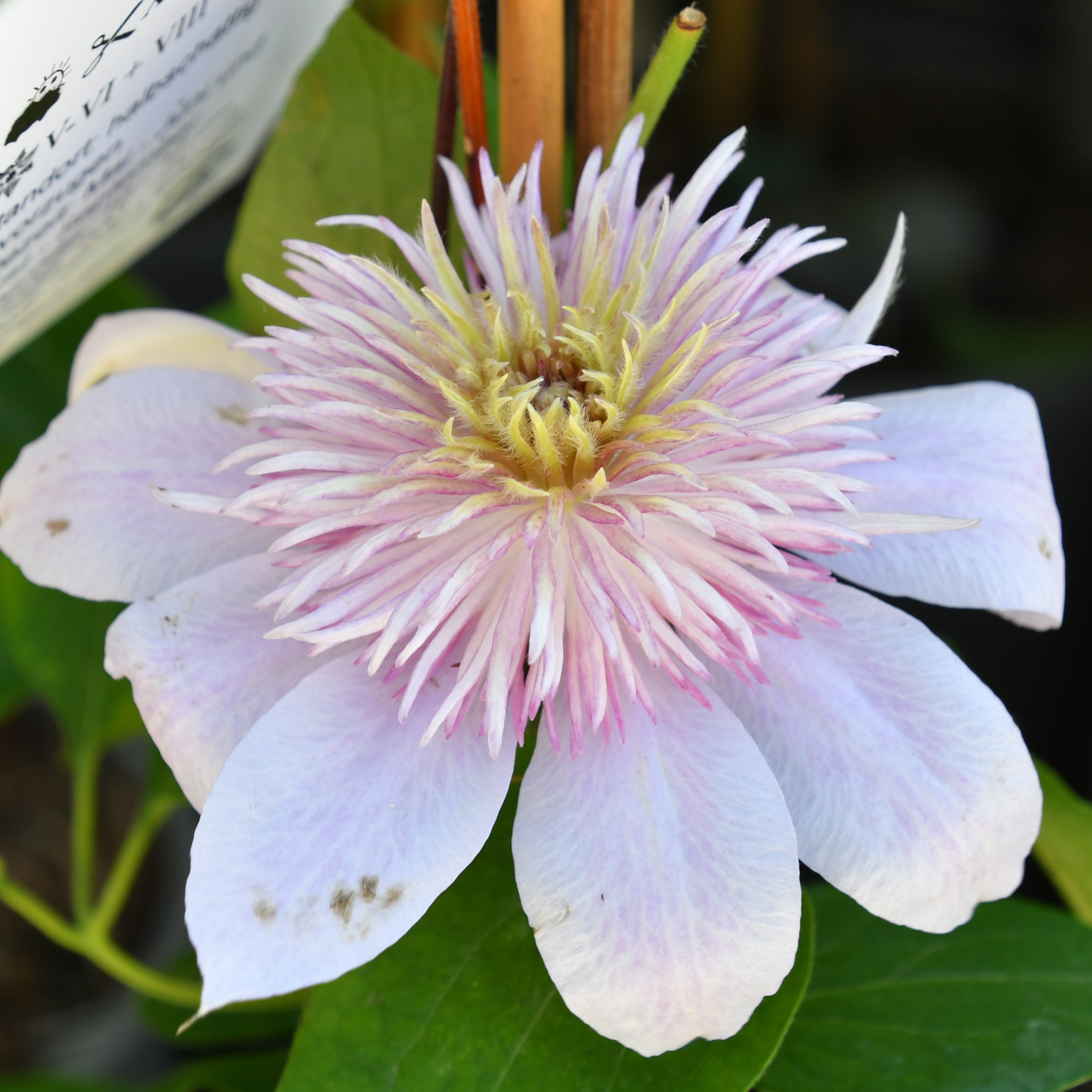 Clematis hyb. Moonglow