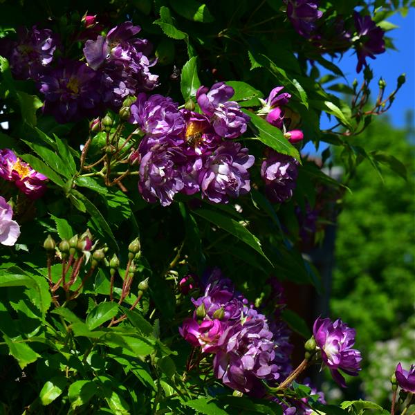 Purple Skyliner