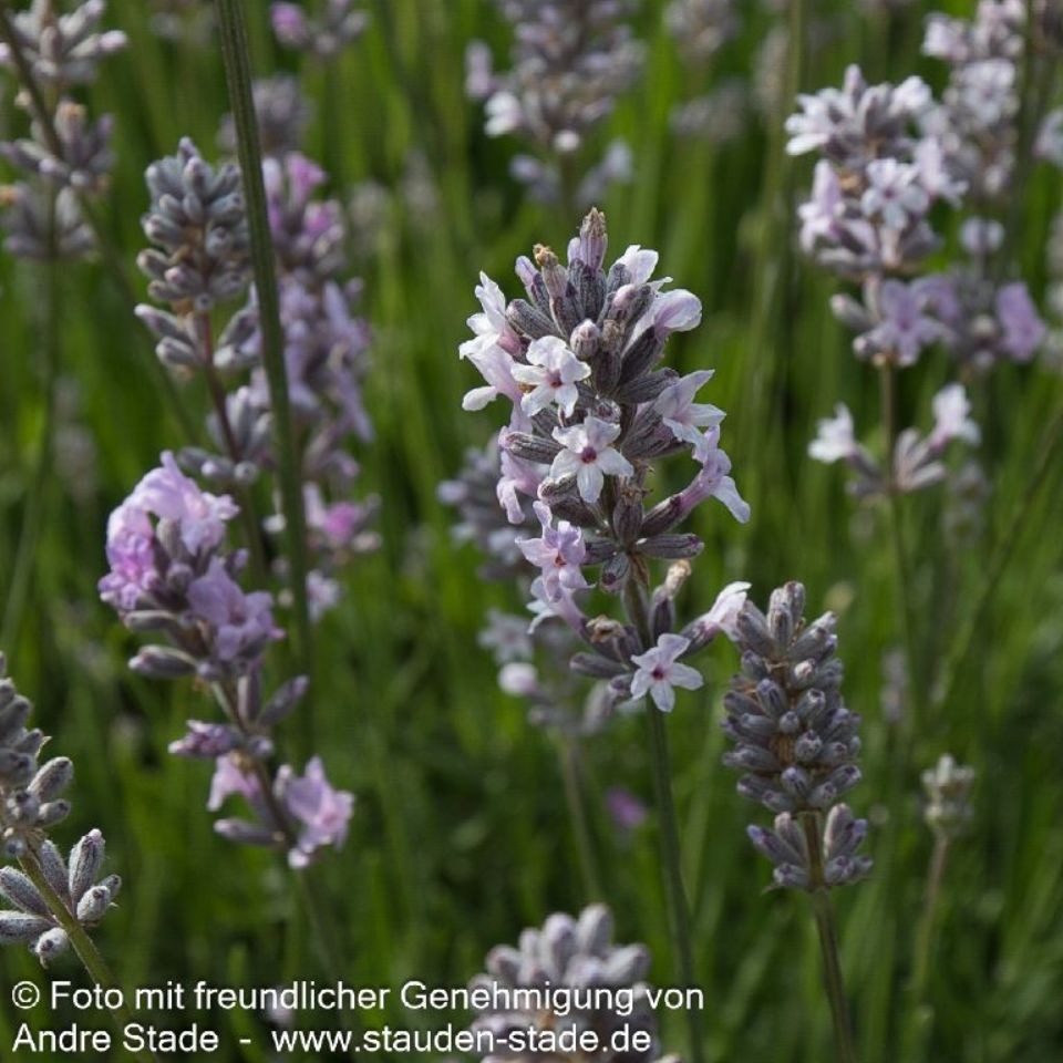 Lavandula angustifolia 'Miss Katherine'  2L