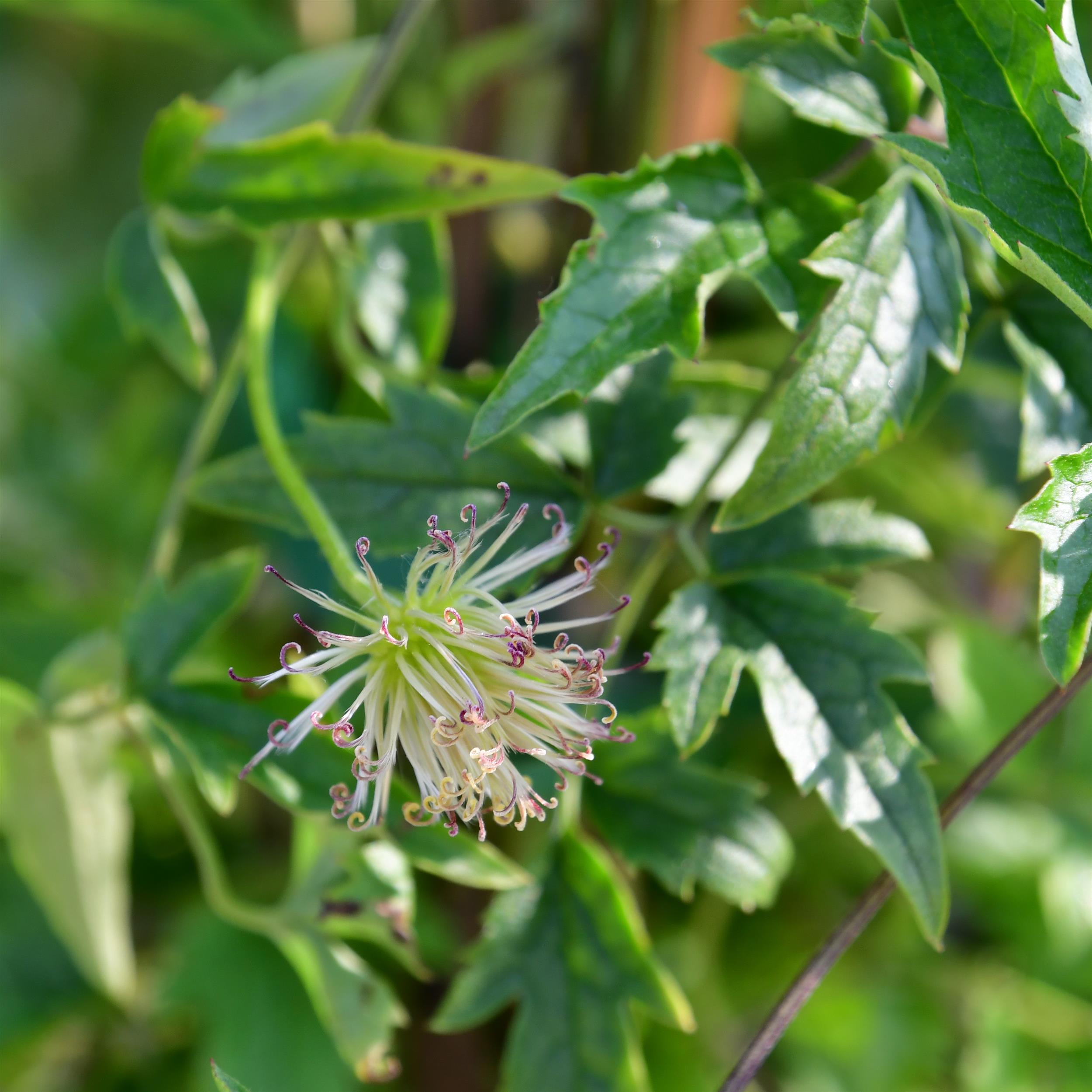 Clematis tangutica 'Anita'