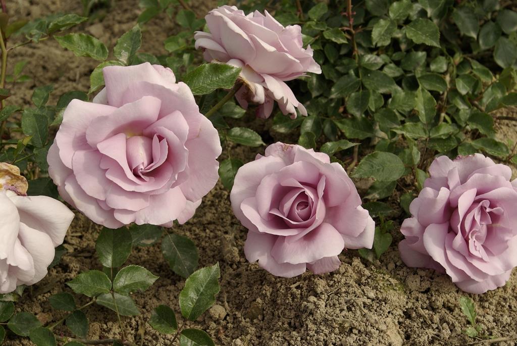 Synactif (La Rose de Petit Prince)