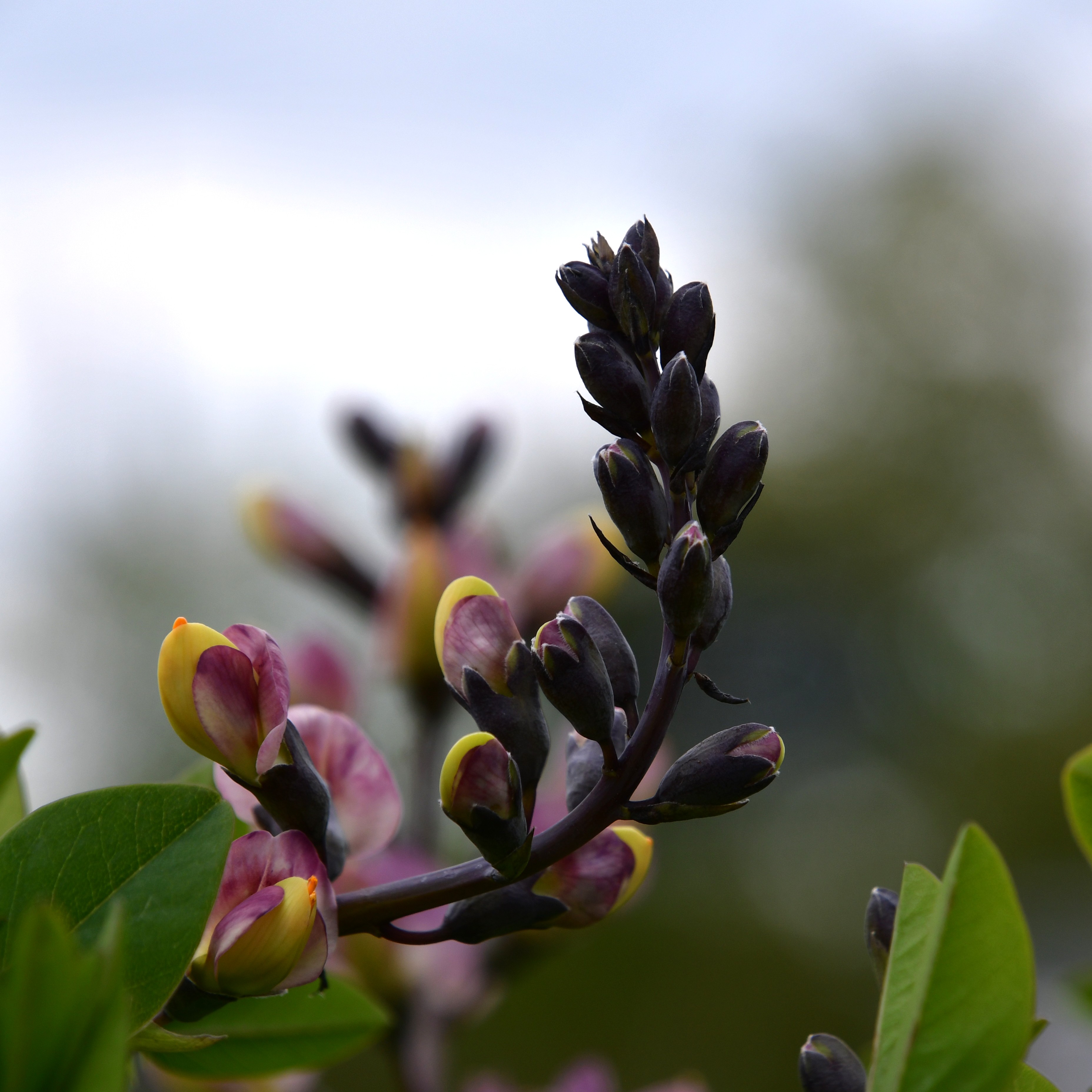 Baptisia x cult.'Dark Chocolate'  1L