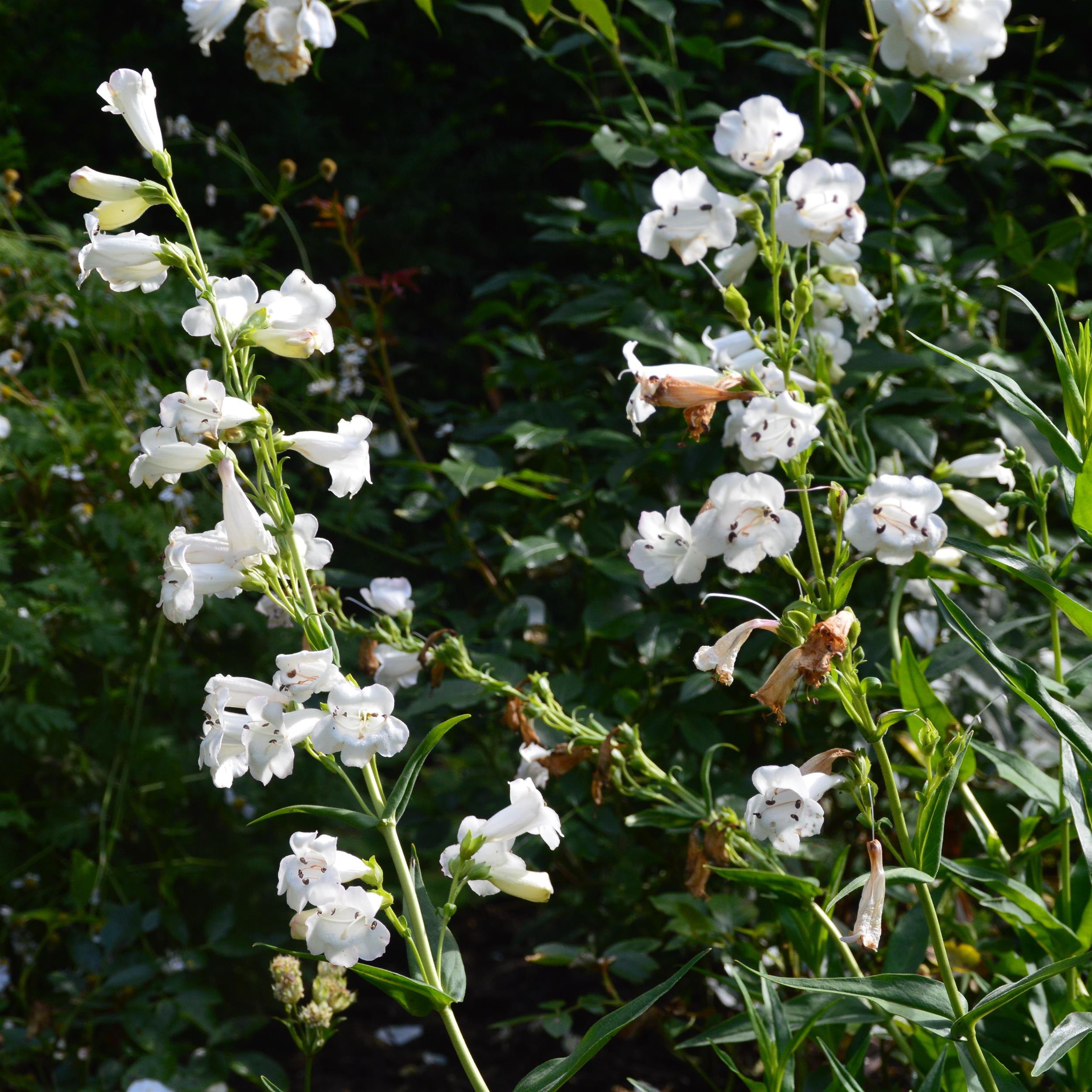 Penstemon 'White Bedder' 1L