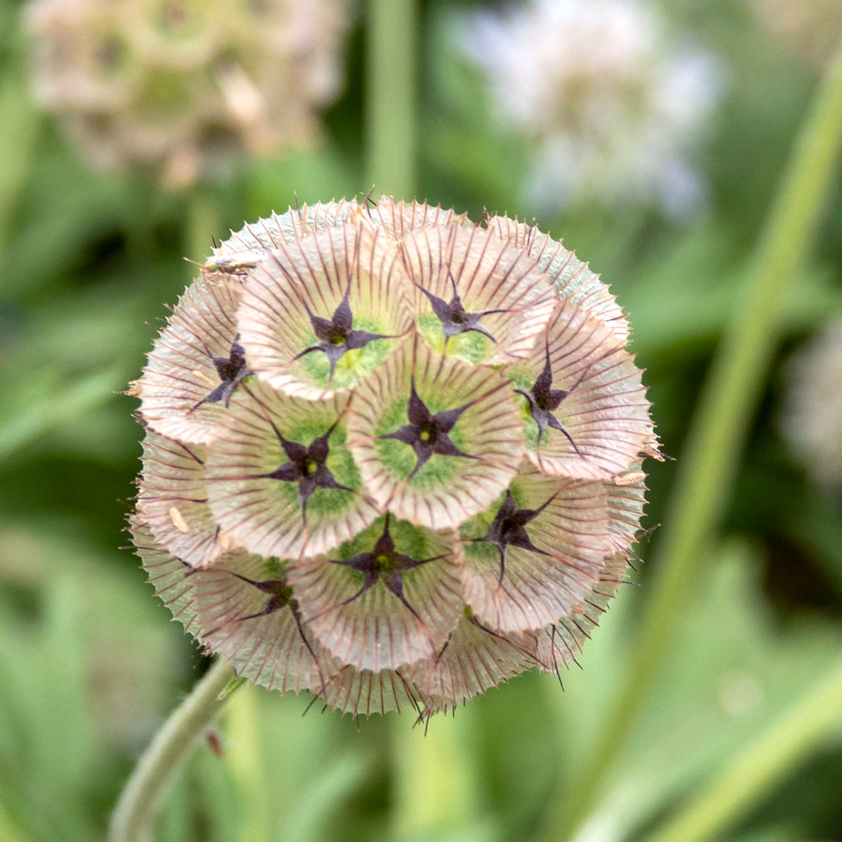 Scabiosa stellata 'Drumstick' (Skabiose)