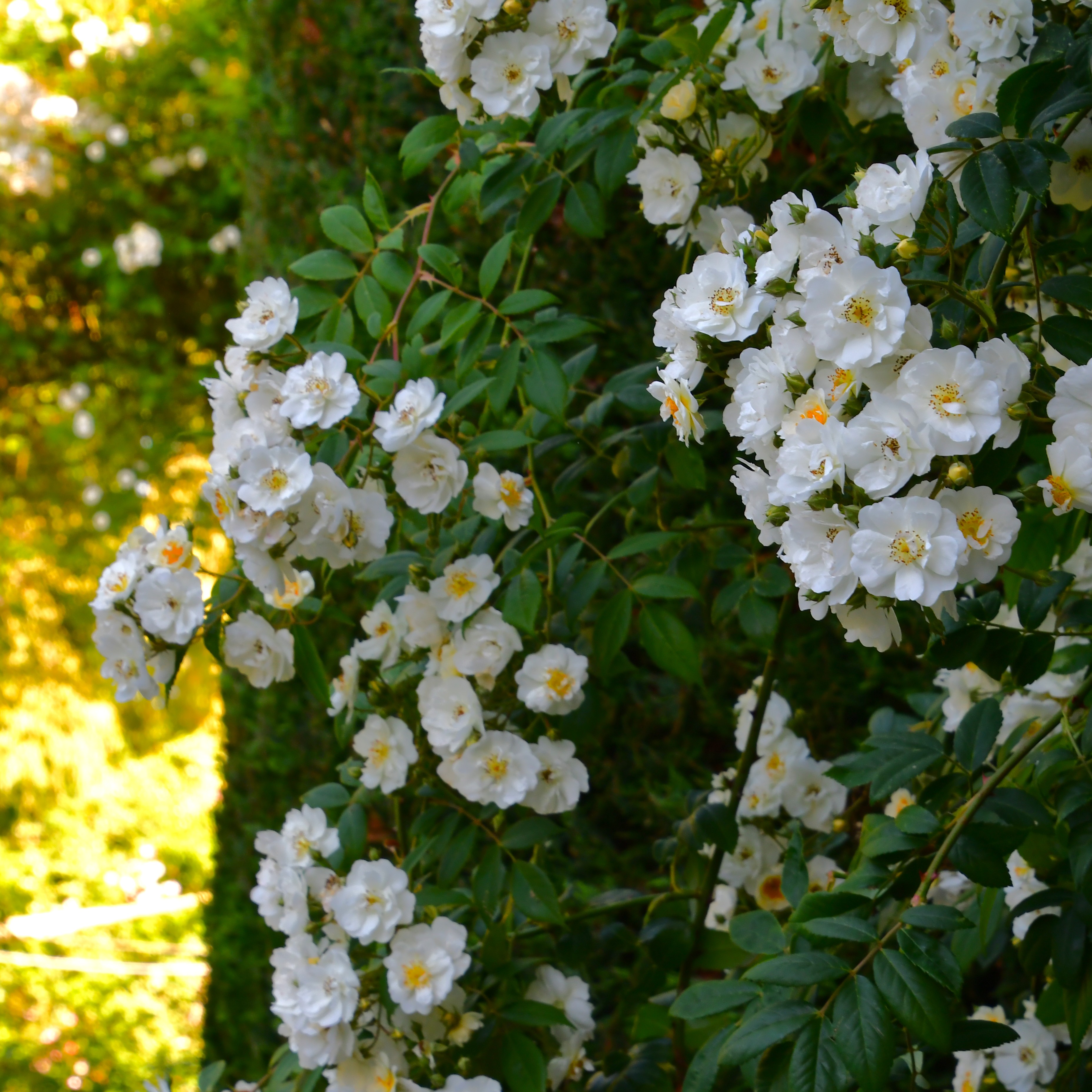 Rambling Rector