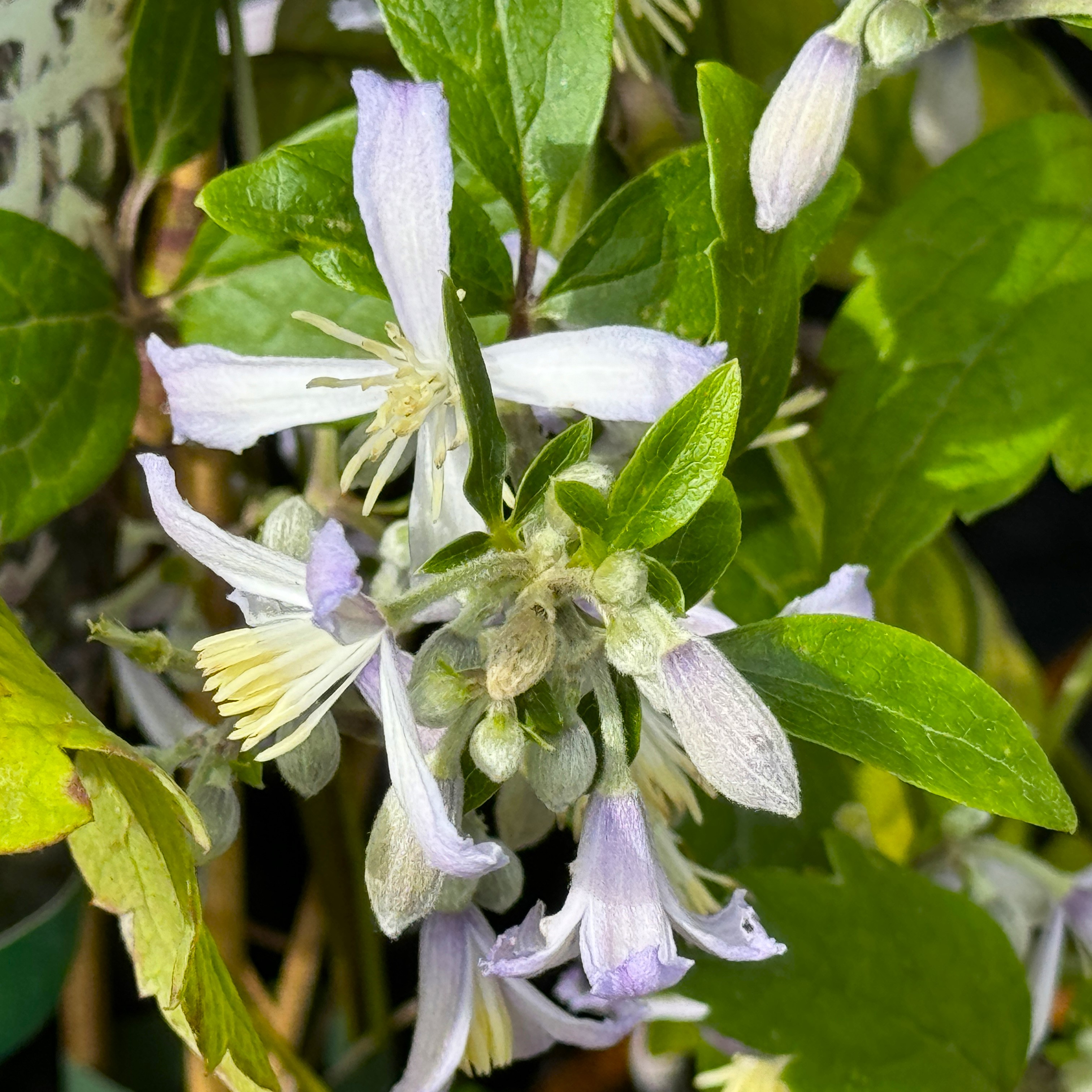 Clematis jouiniana 'Praecox'