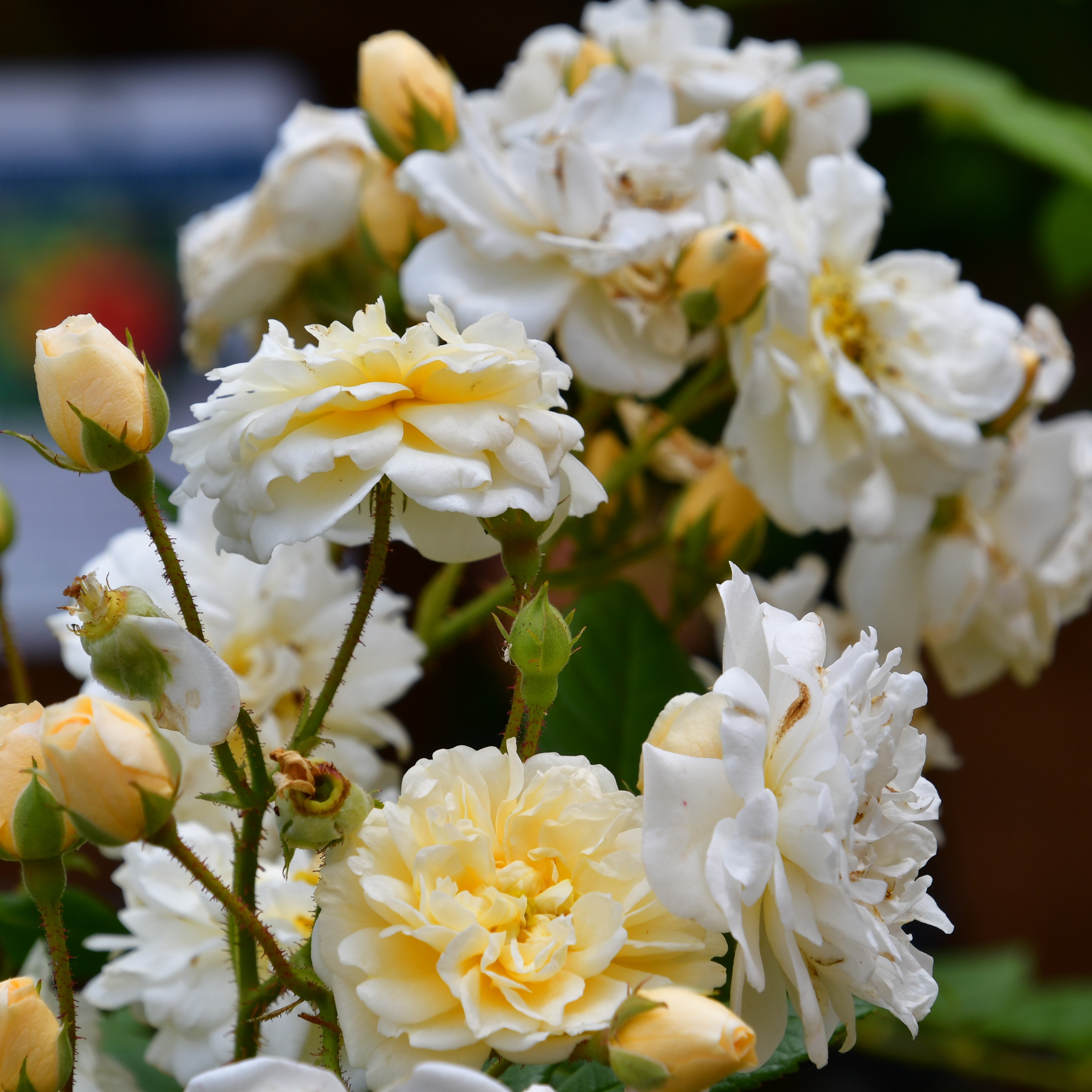 Lemon Rambler