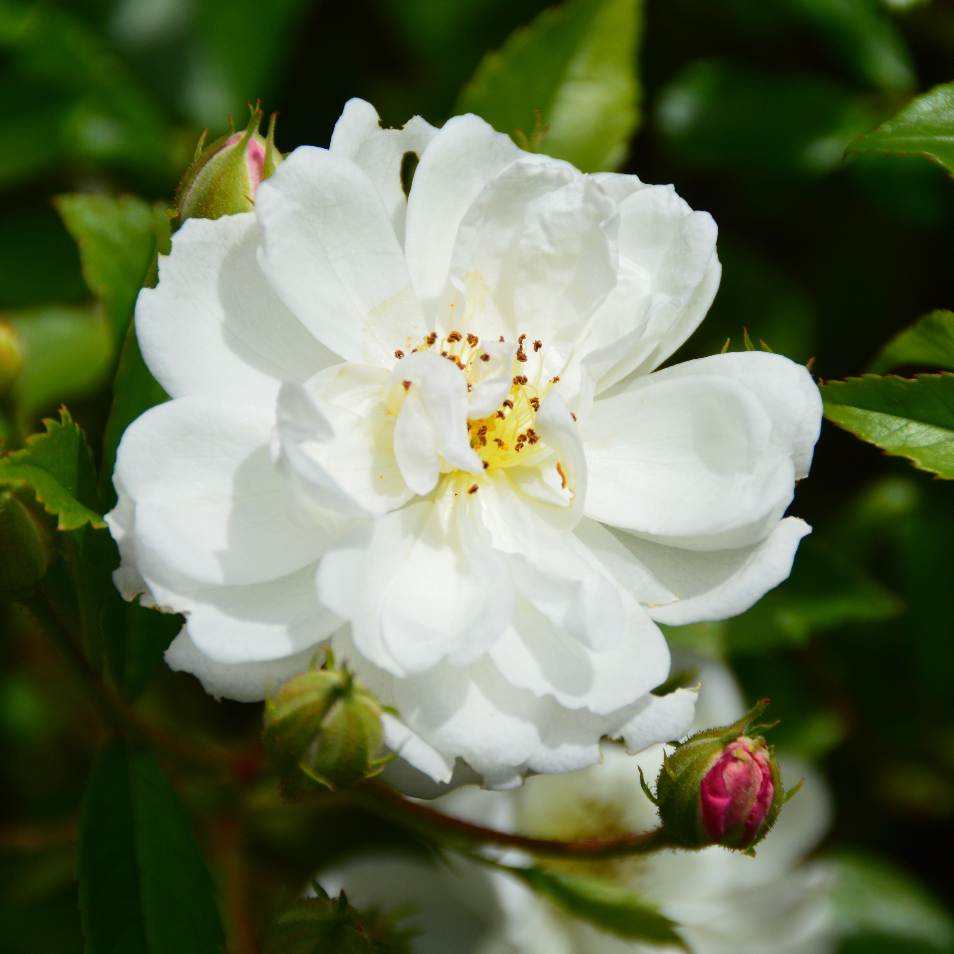 Dainty White - Stammrose 90 cm