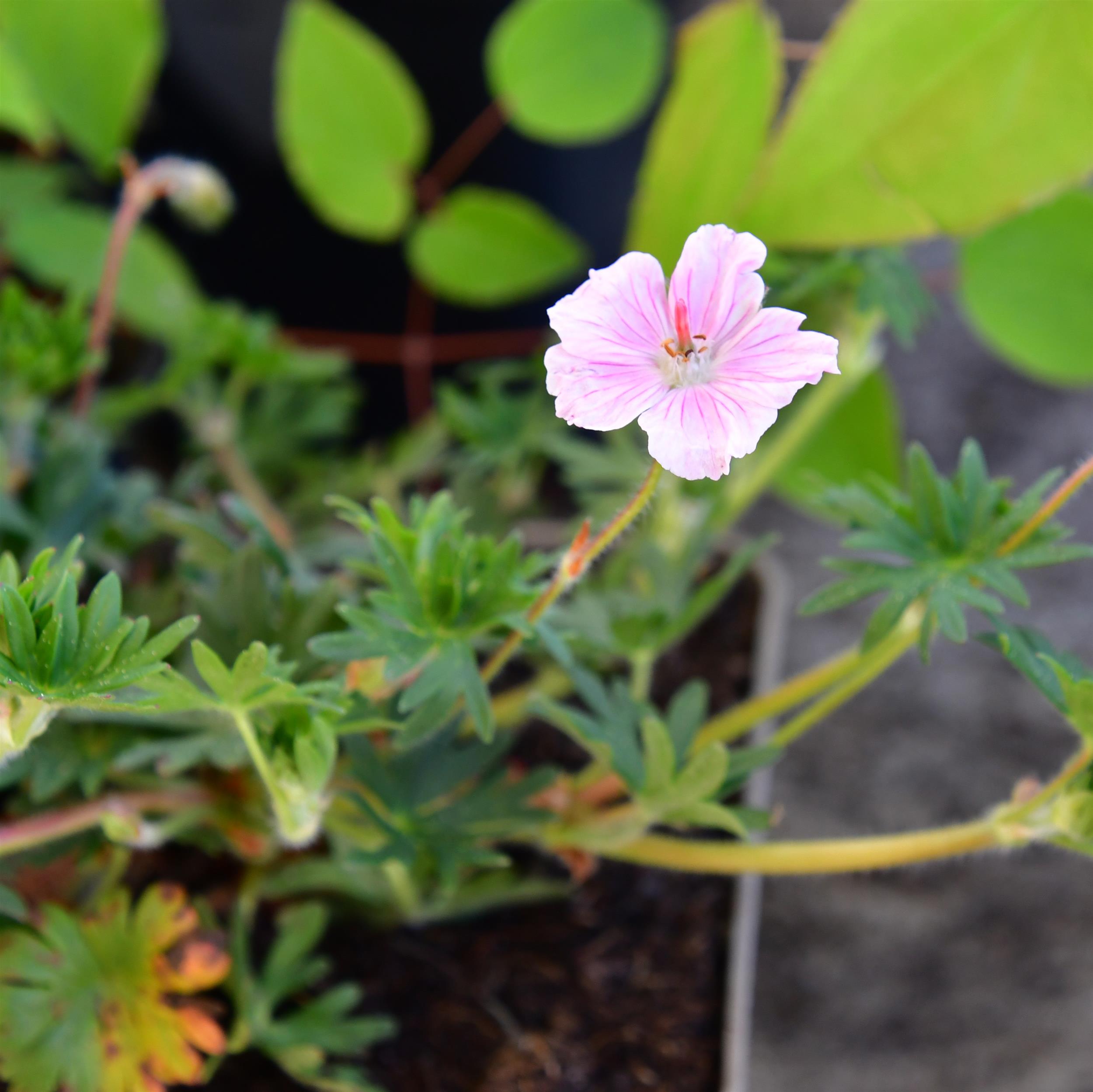 Geranium sanguineum `Apfelblüte' 0,5L