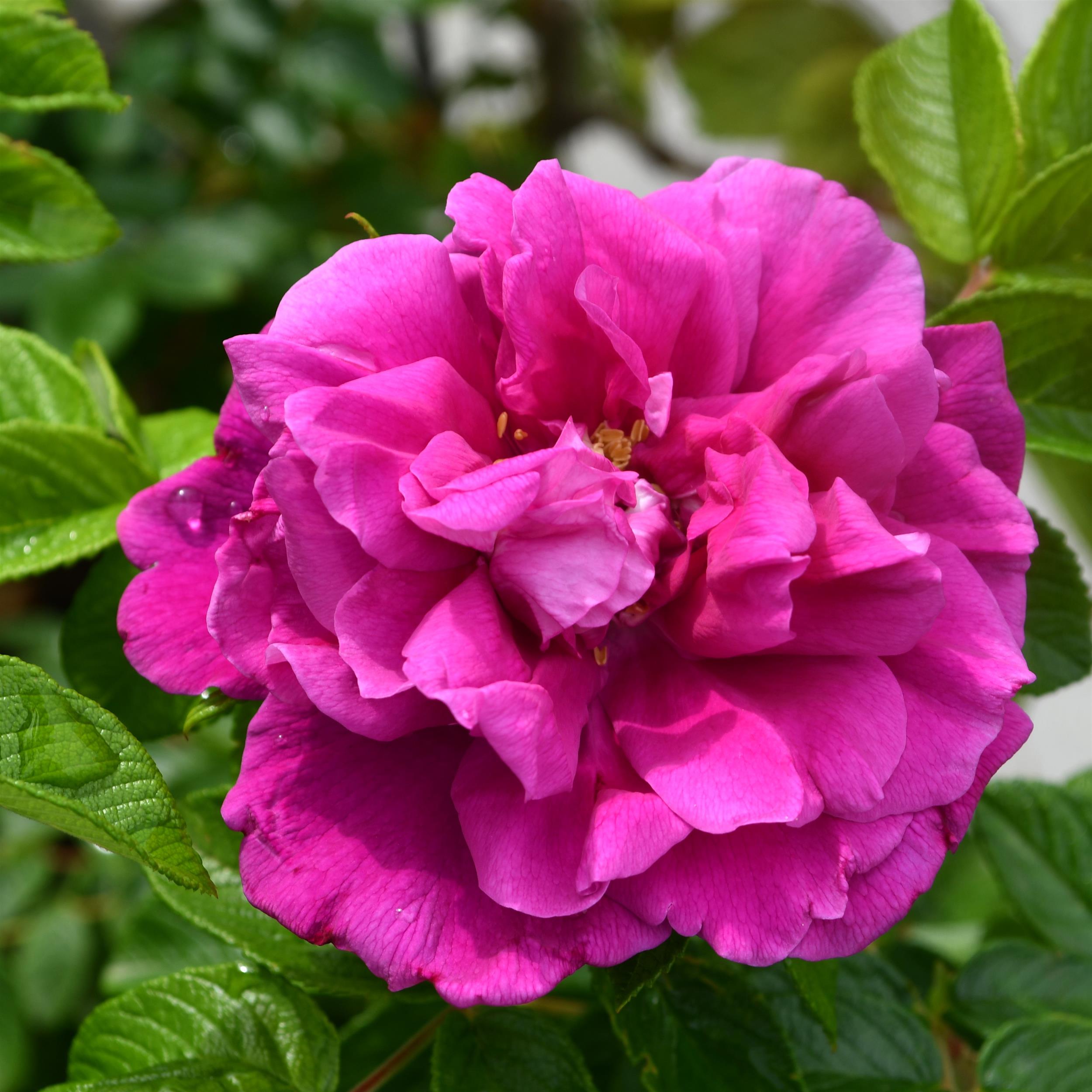 Rugosa Hybriden 