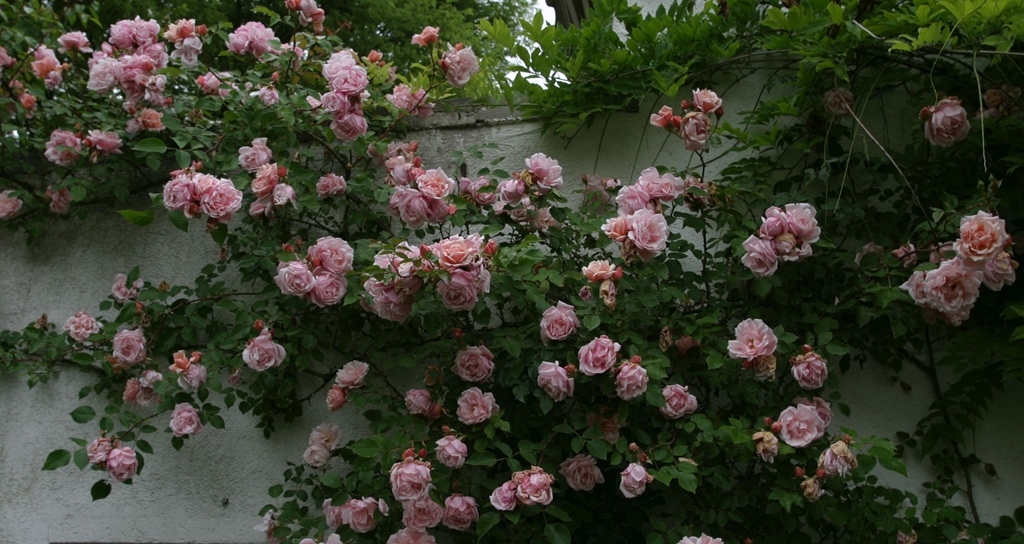 Albertine