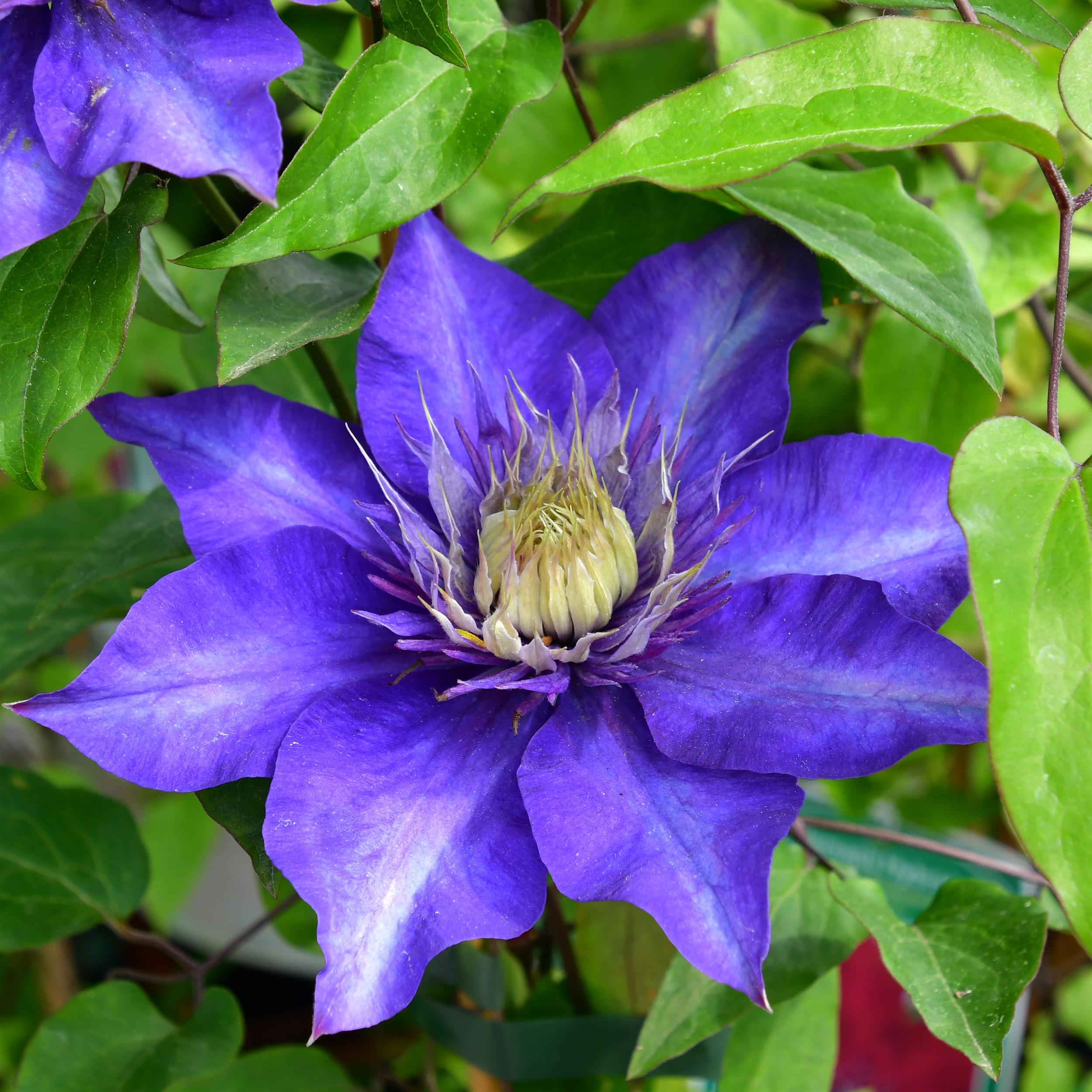 Clematis hyb. 'Multi Blue'