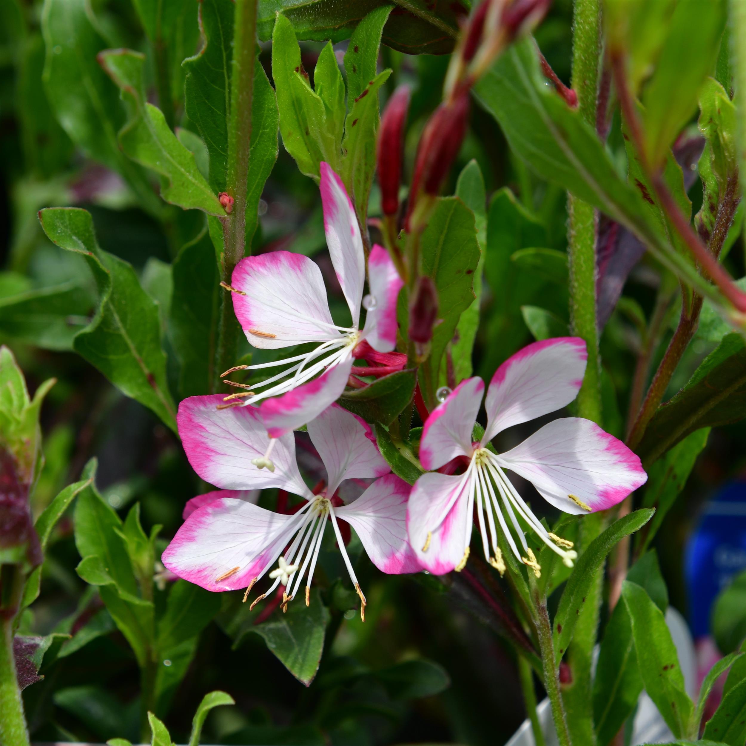 Gaura lindheimerii Rosy Jane 2L