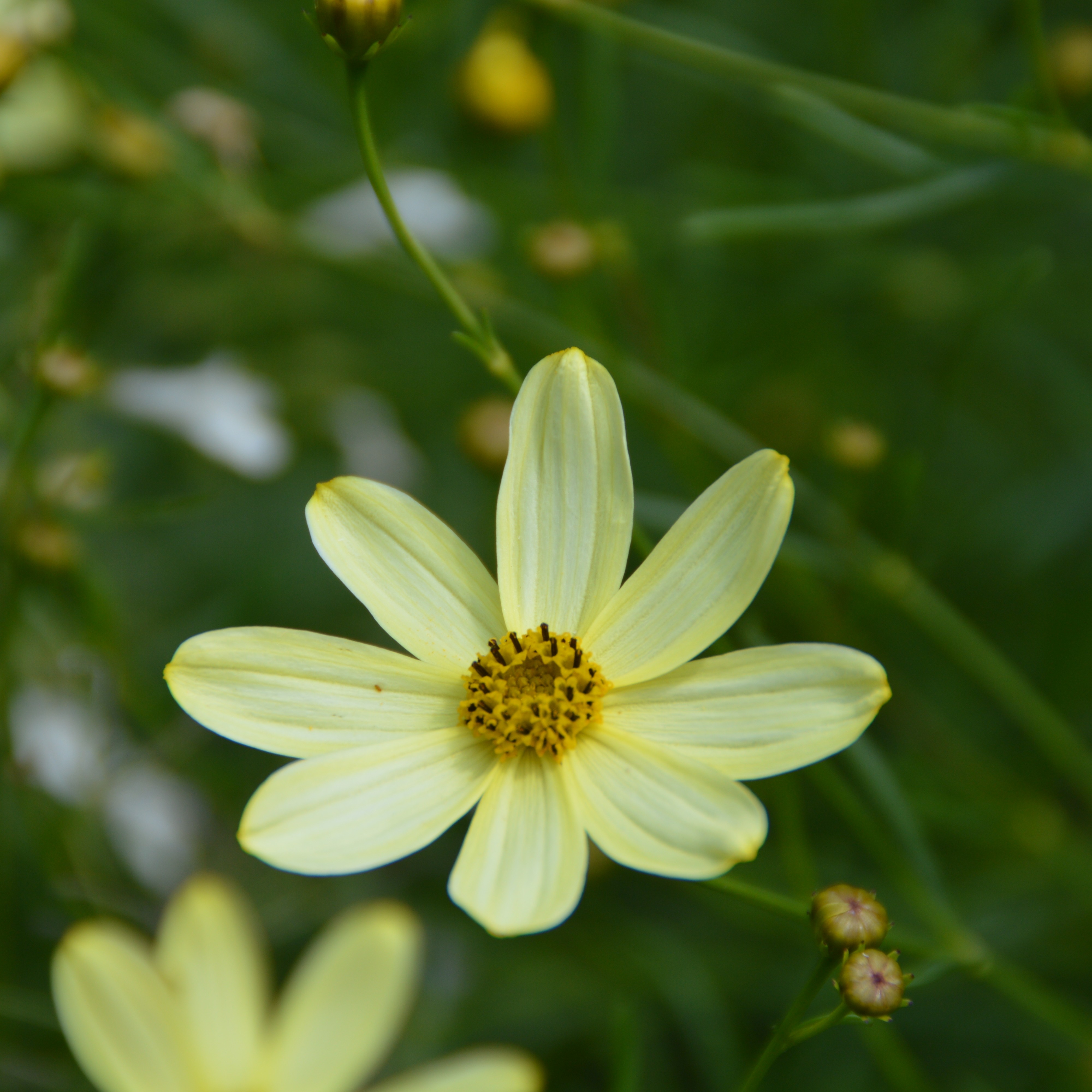 Coreopsis verticillata ´Moonbeam` 1L