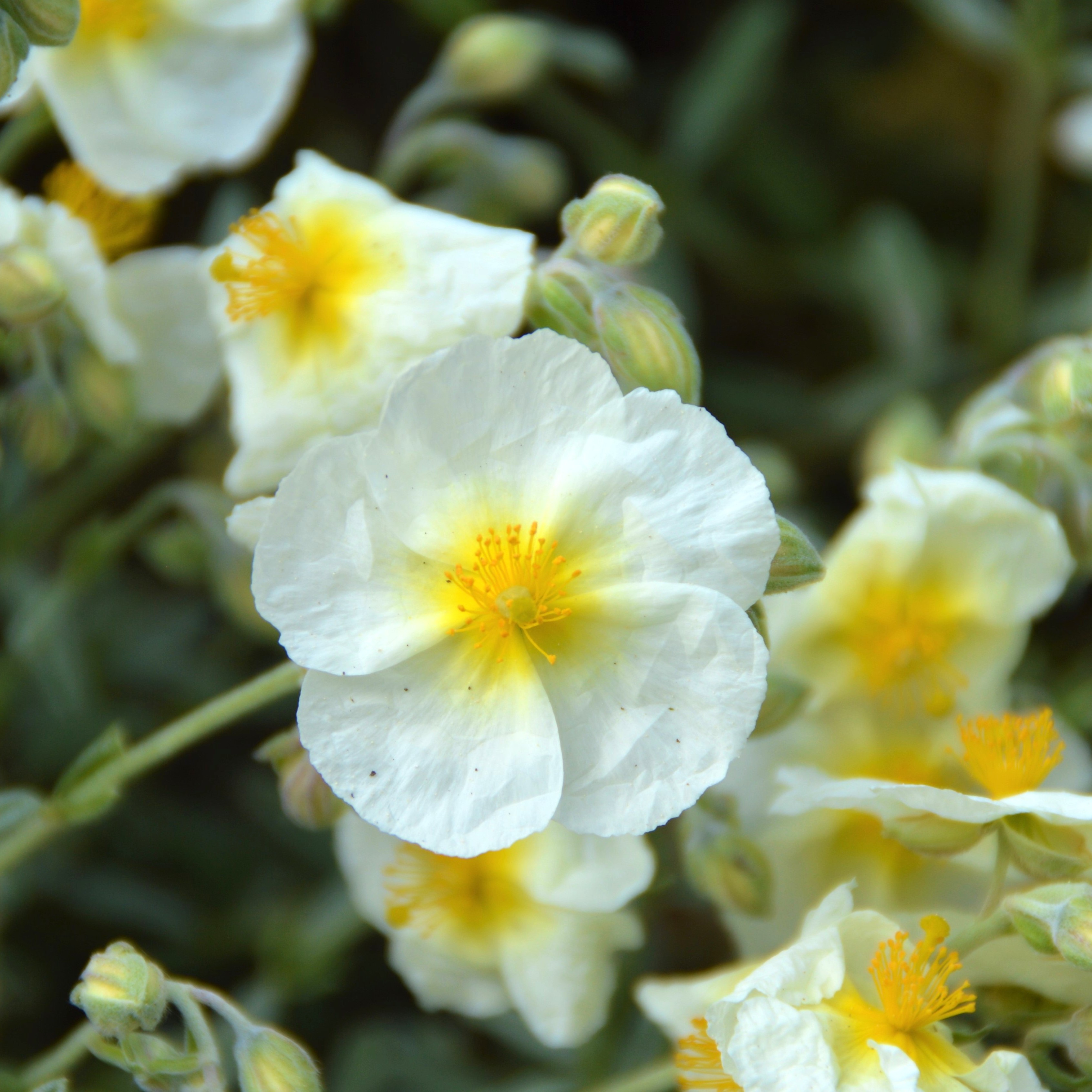 Helianthemum x cultorum 'Snow Queen' / 'Die Braut'