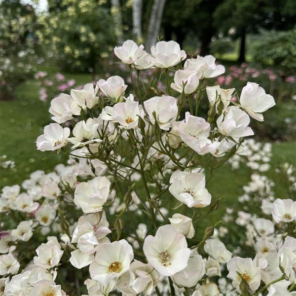 Lucy´s Rose - Stammrose 110 cm