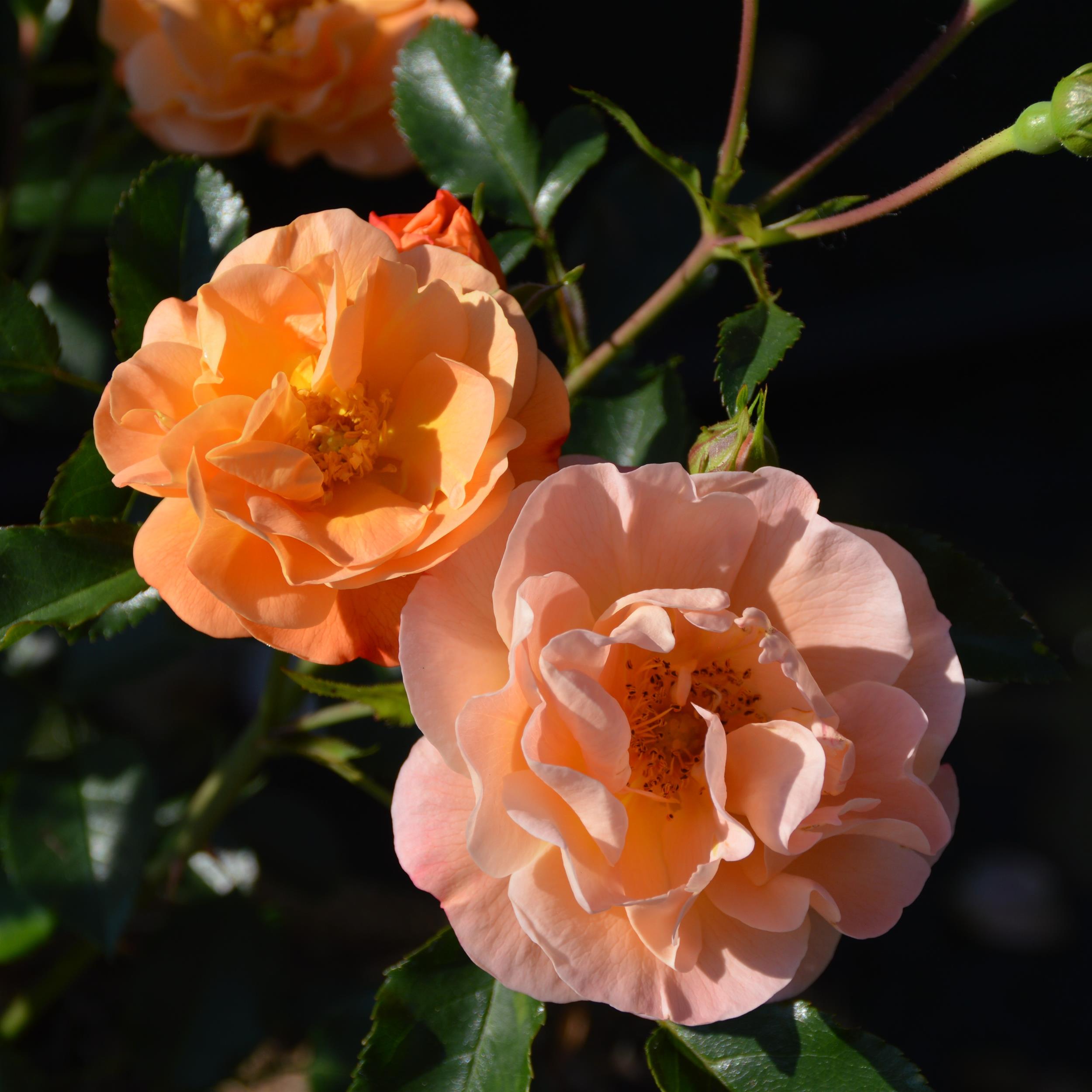 Amber Flower Carpet/Sedana