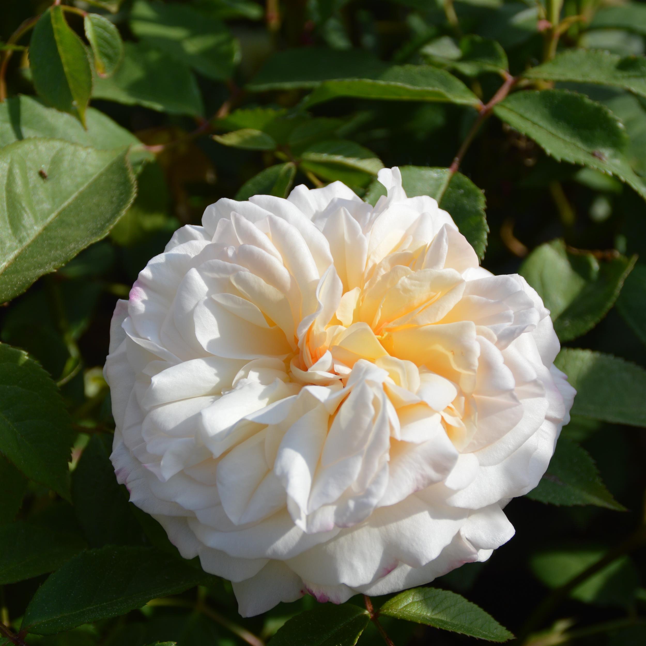 White Gruß an Aachen