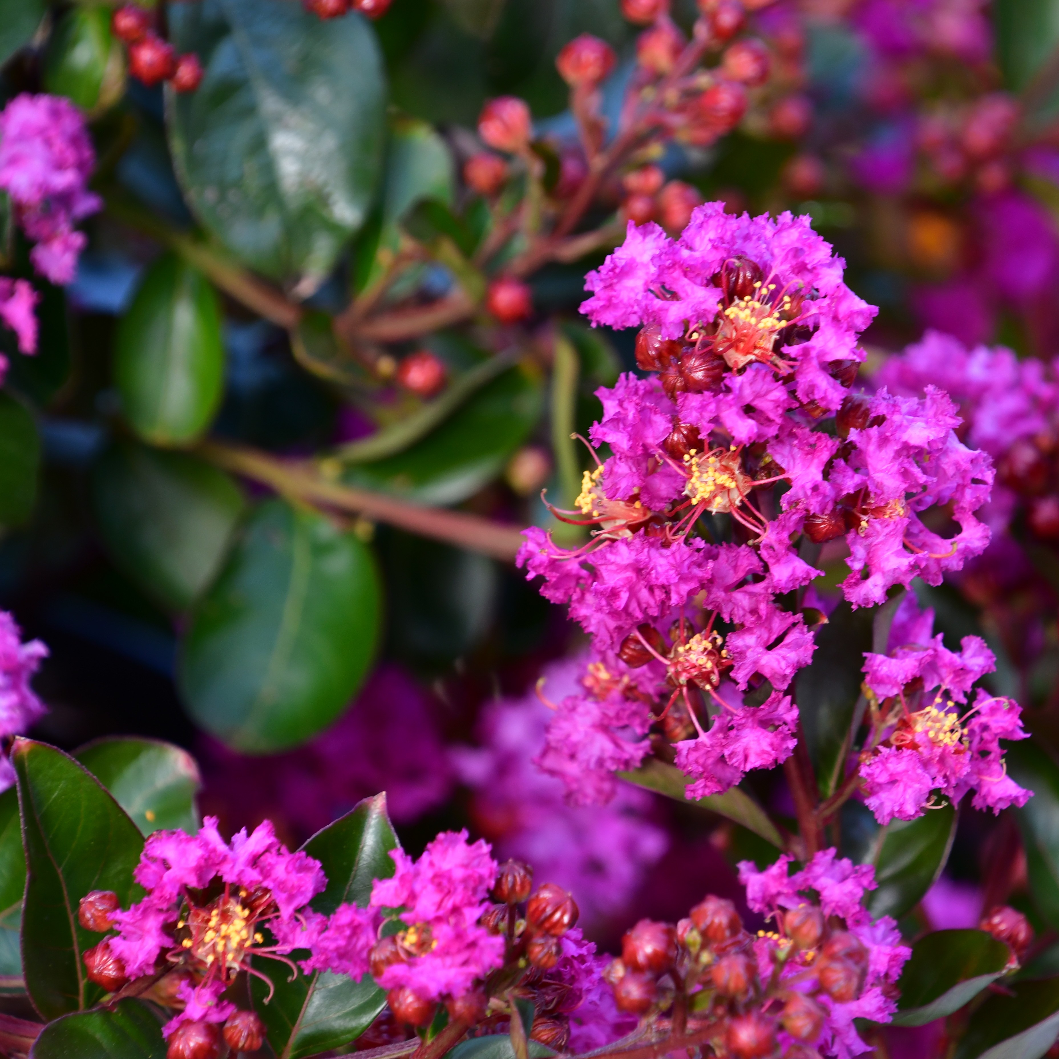 Lagerstroemia Enduring® Lavender