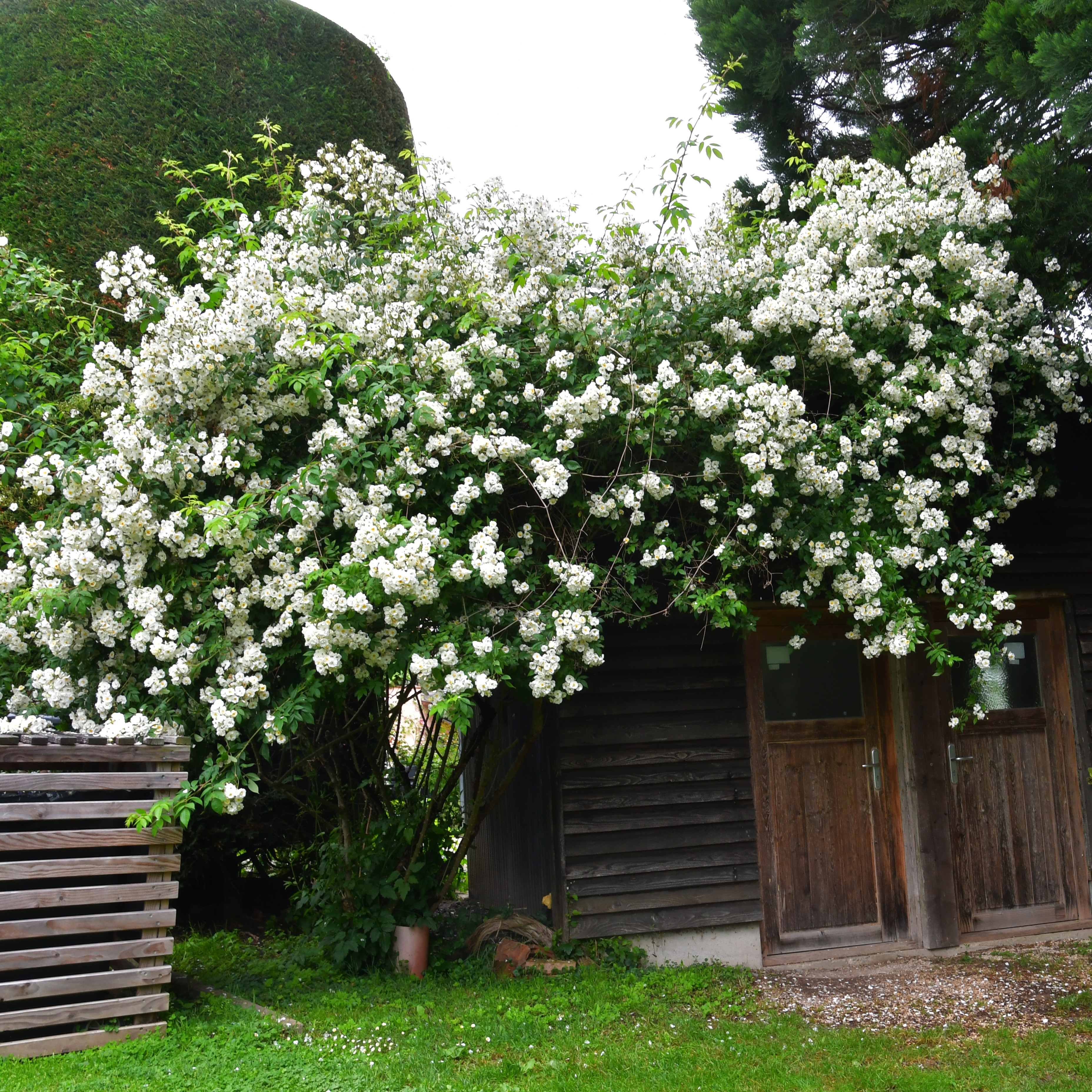 Rambling Rector