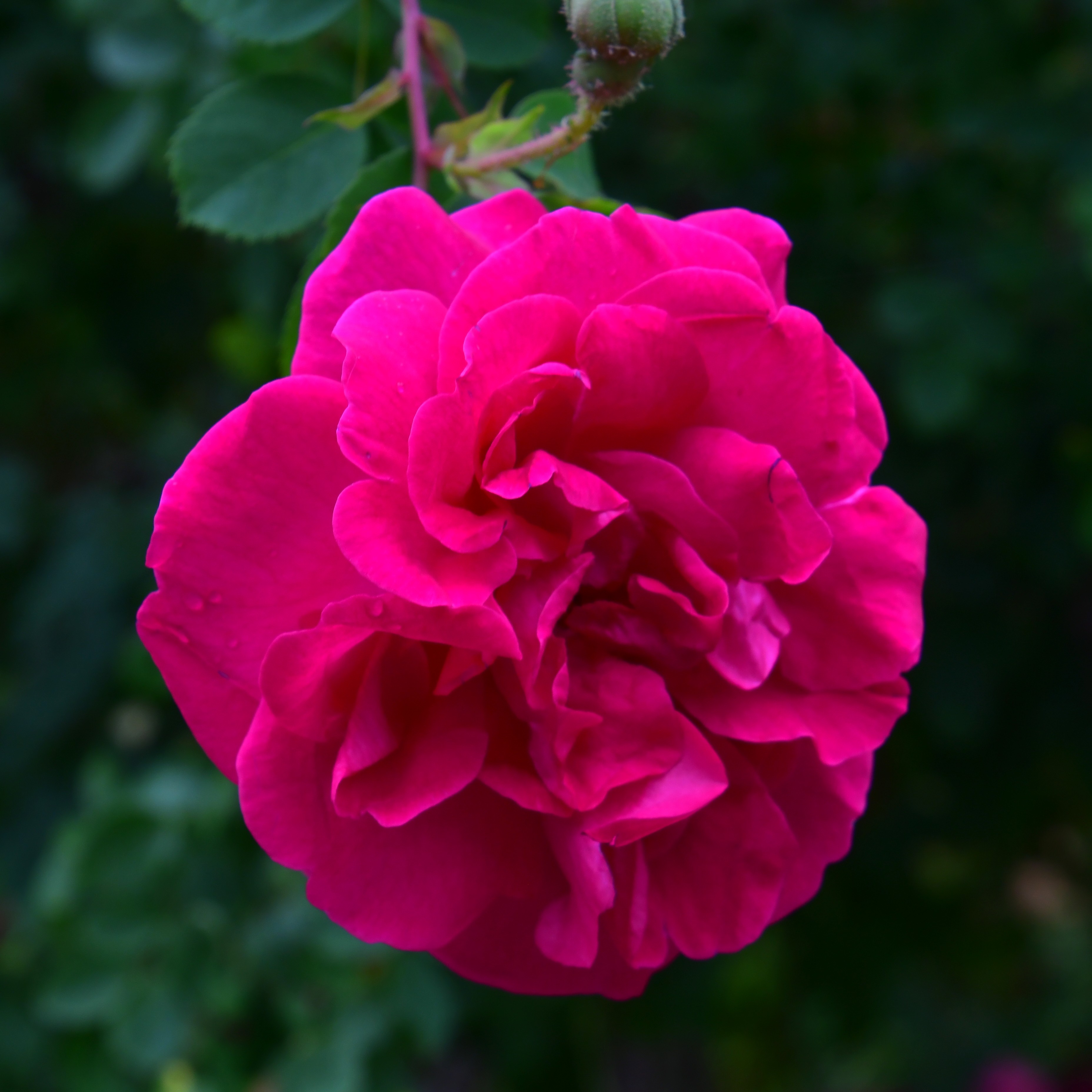 Cerise Bouquet