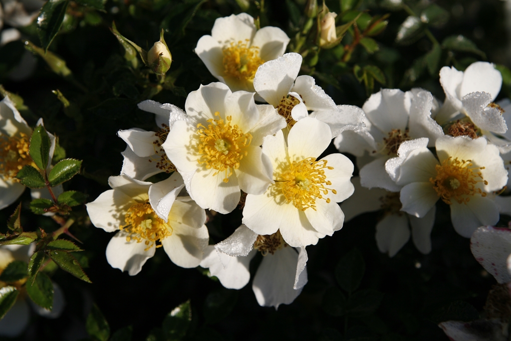 Sonnenröschen/ Lilliput