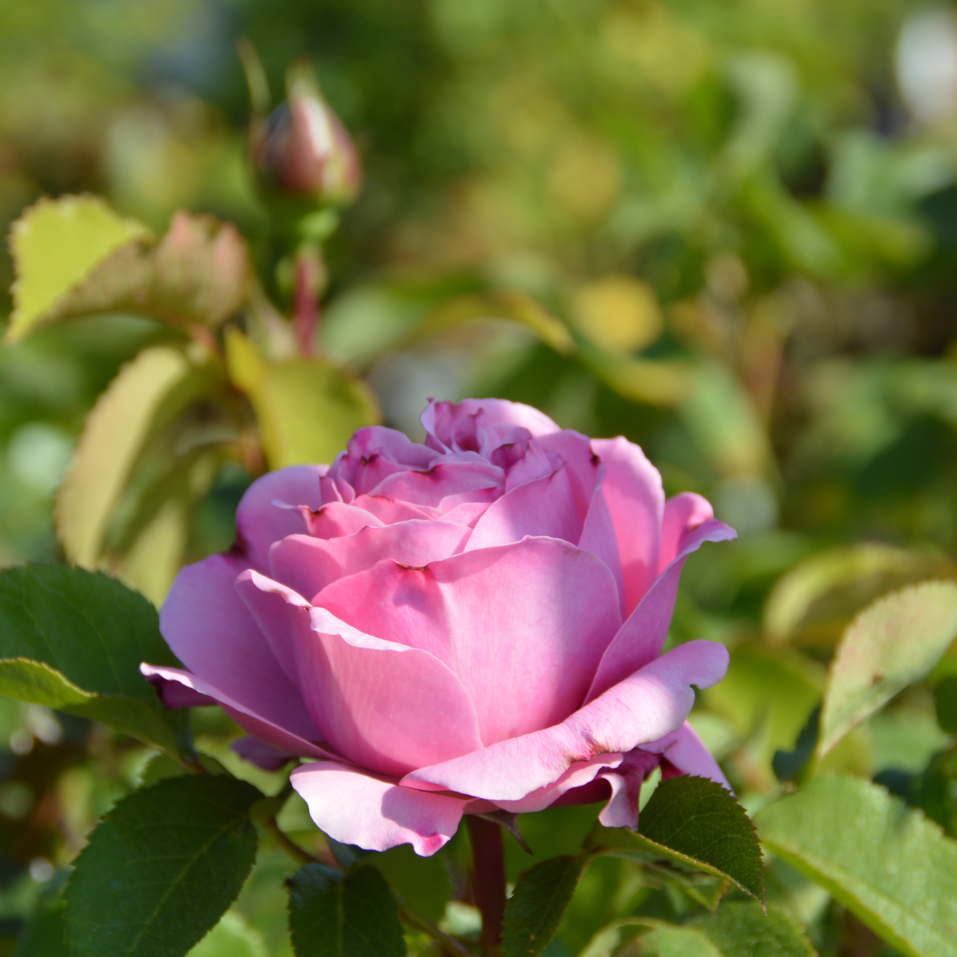 Soeur Emmanuelle/ Dieter Müller