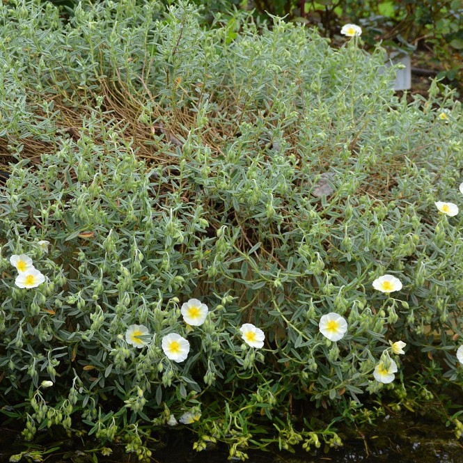Helianthemum x cultorum 'Snow Queen' / 'Die Braut'