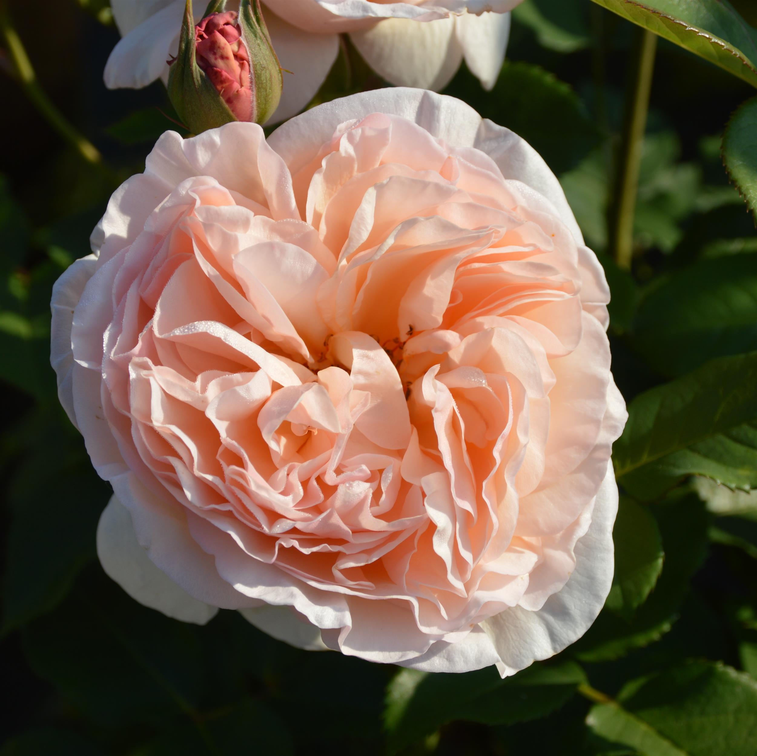 Alexandrine