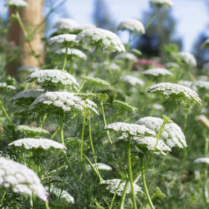 Ammi majus / Knorpelmöhre