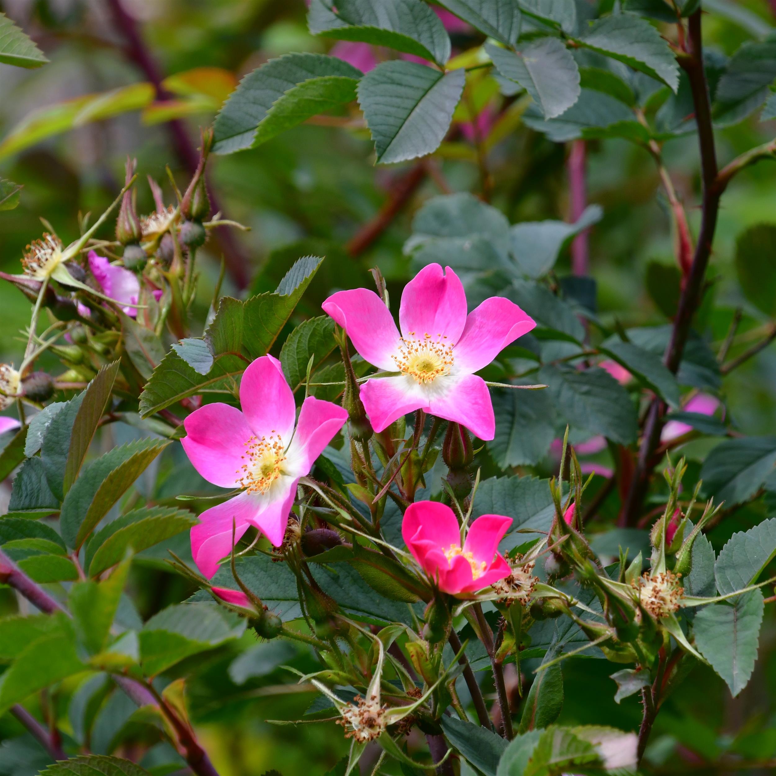 Rosa glauca