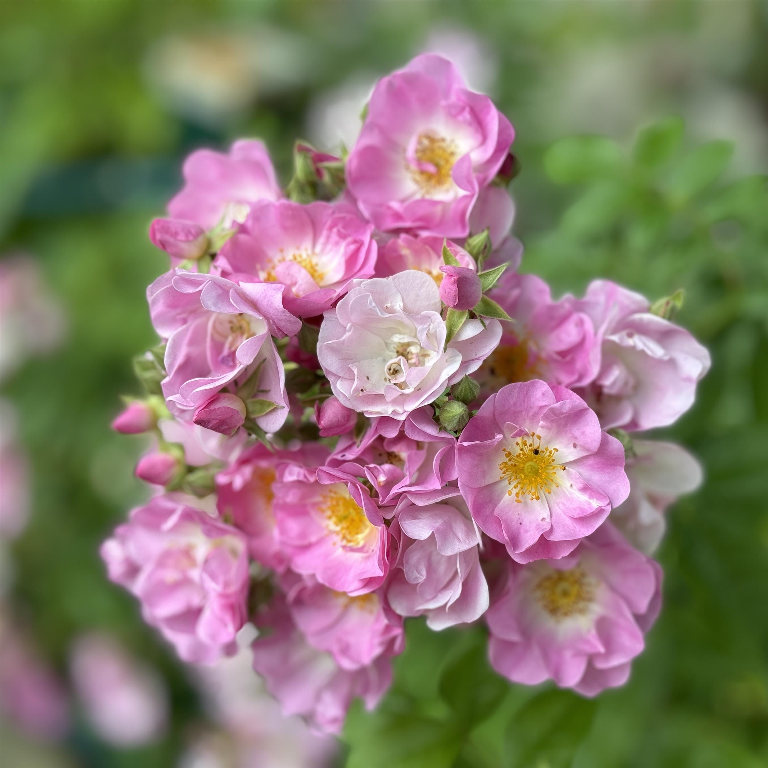 Apple Blossom