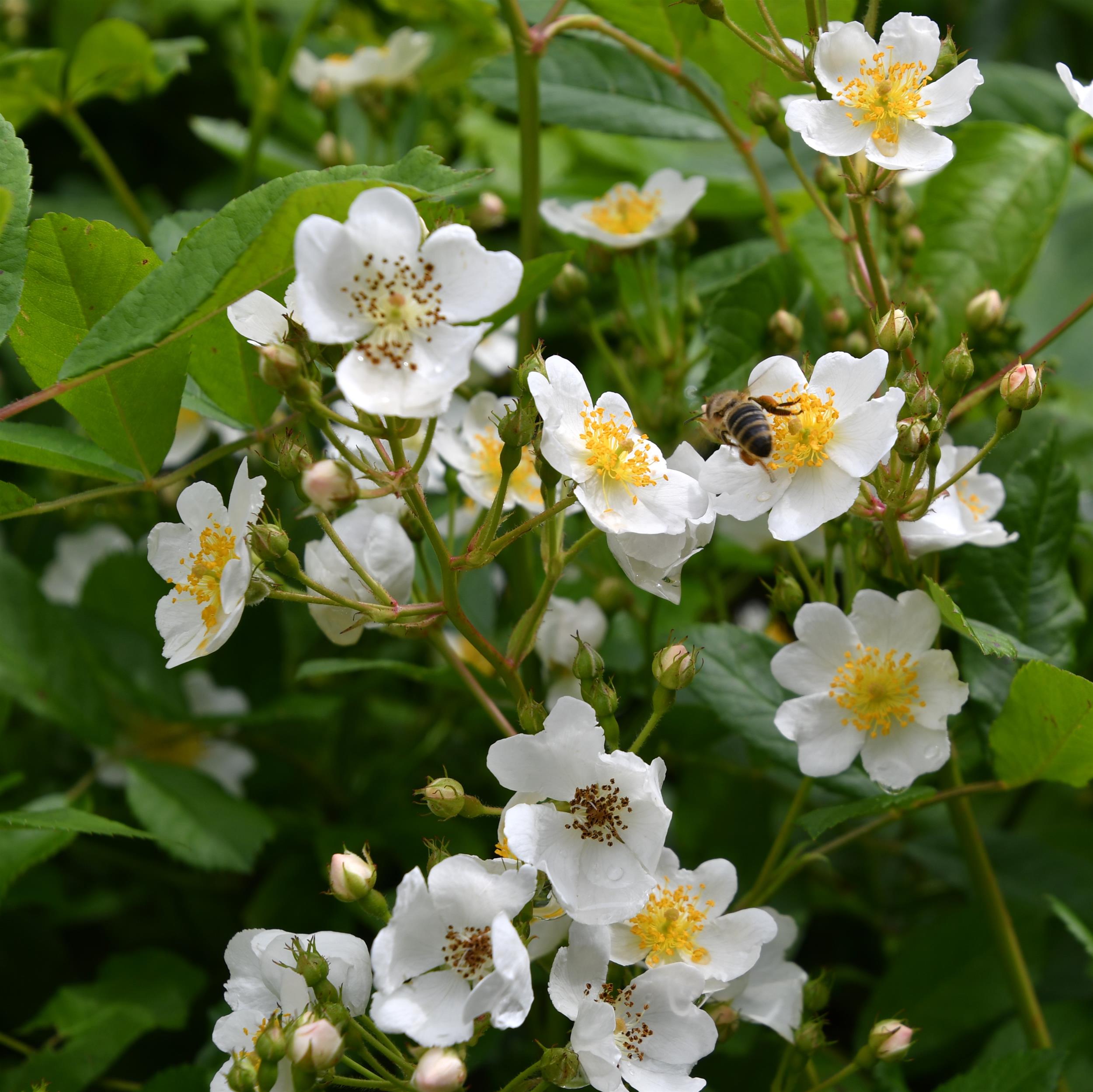 Rosa multiflora