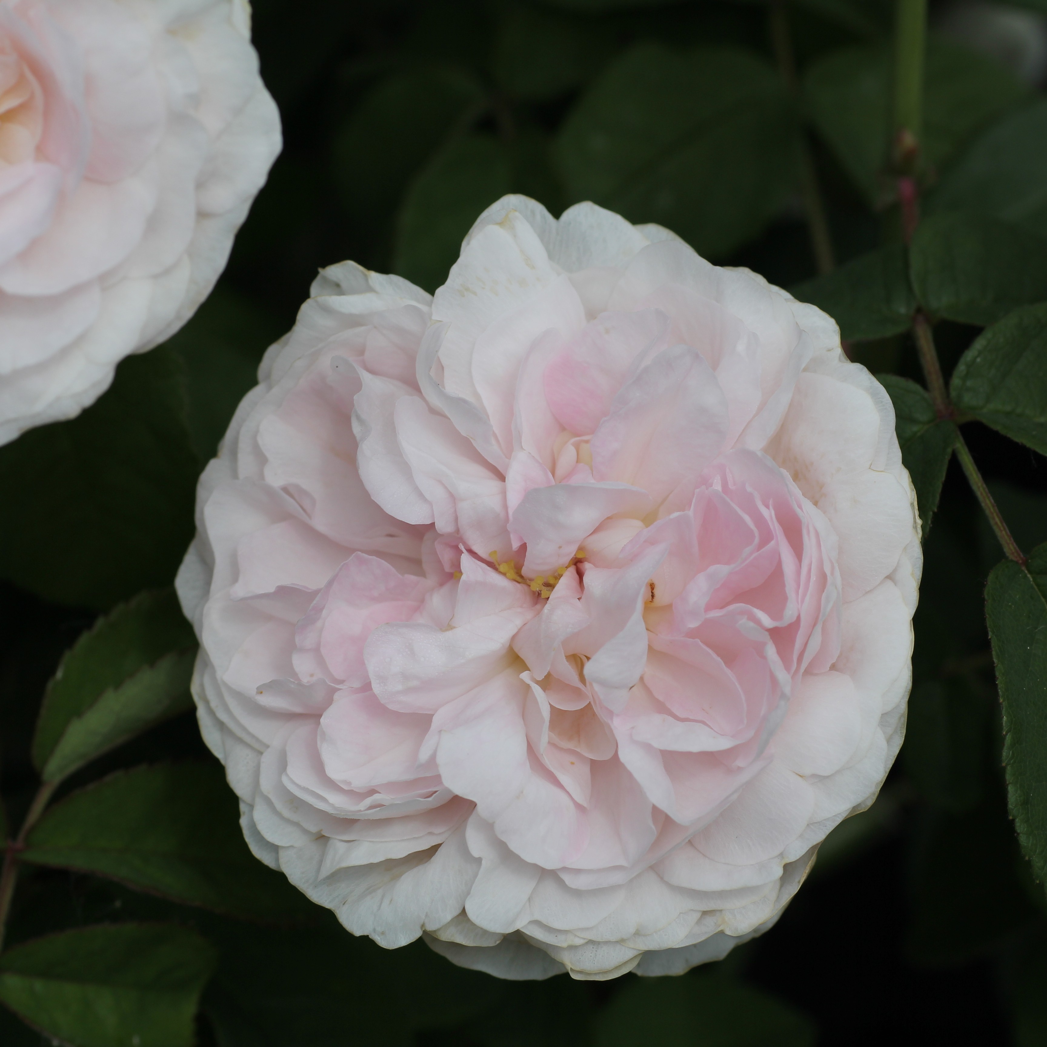 Great Maiden´s Blush