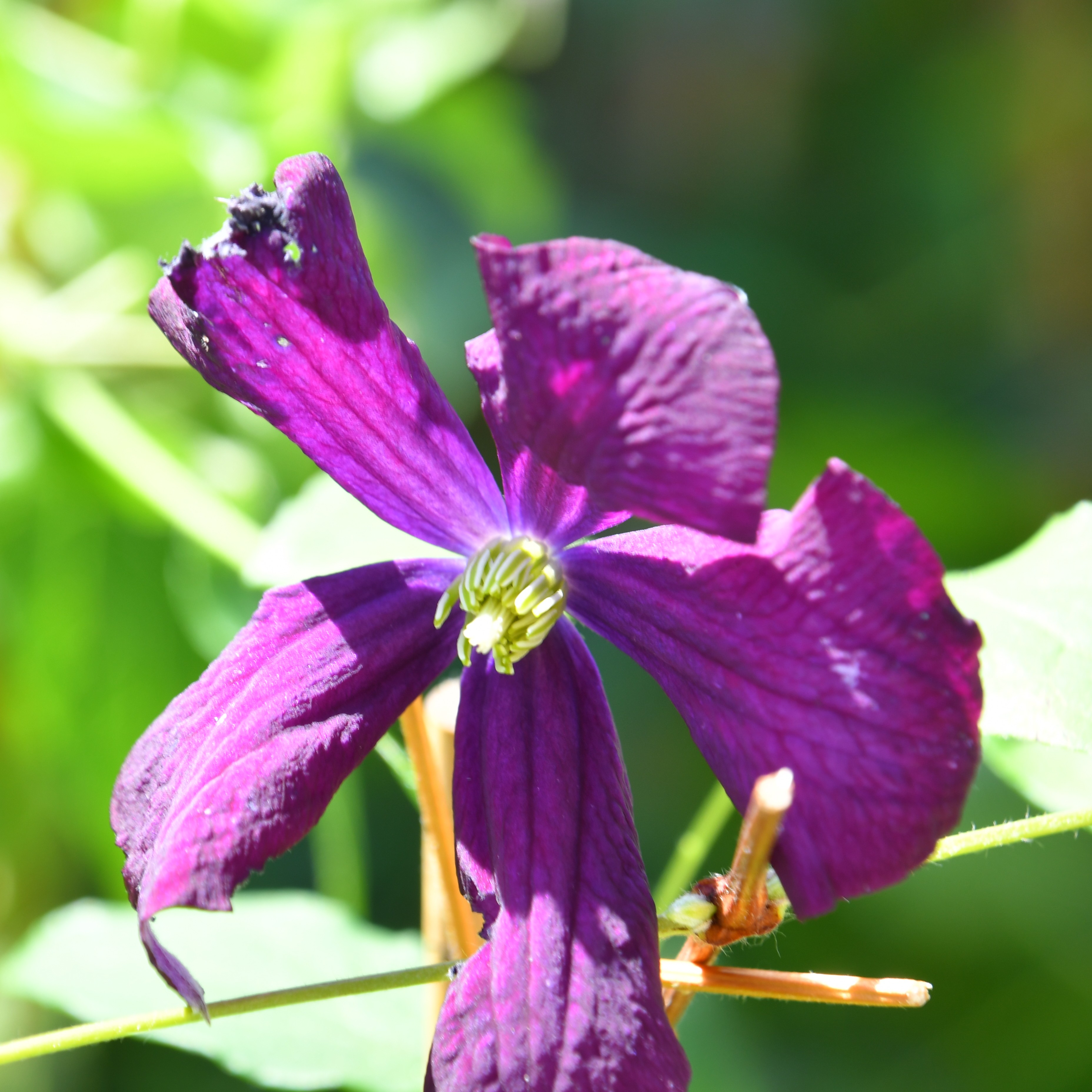 Clematis vitic. ´Etoile Violette`