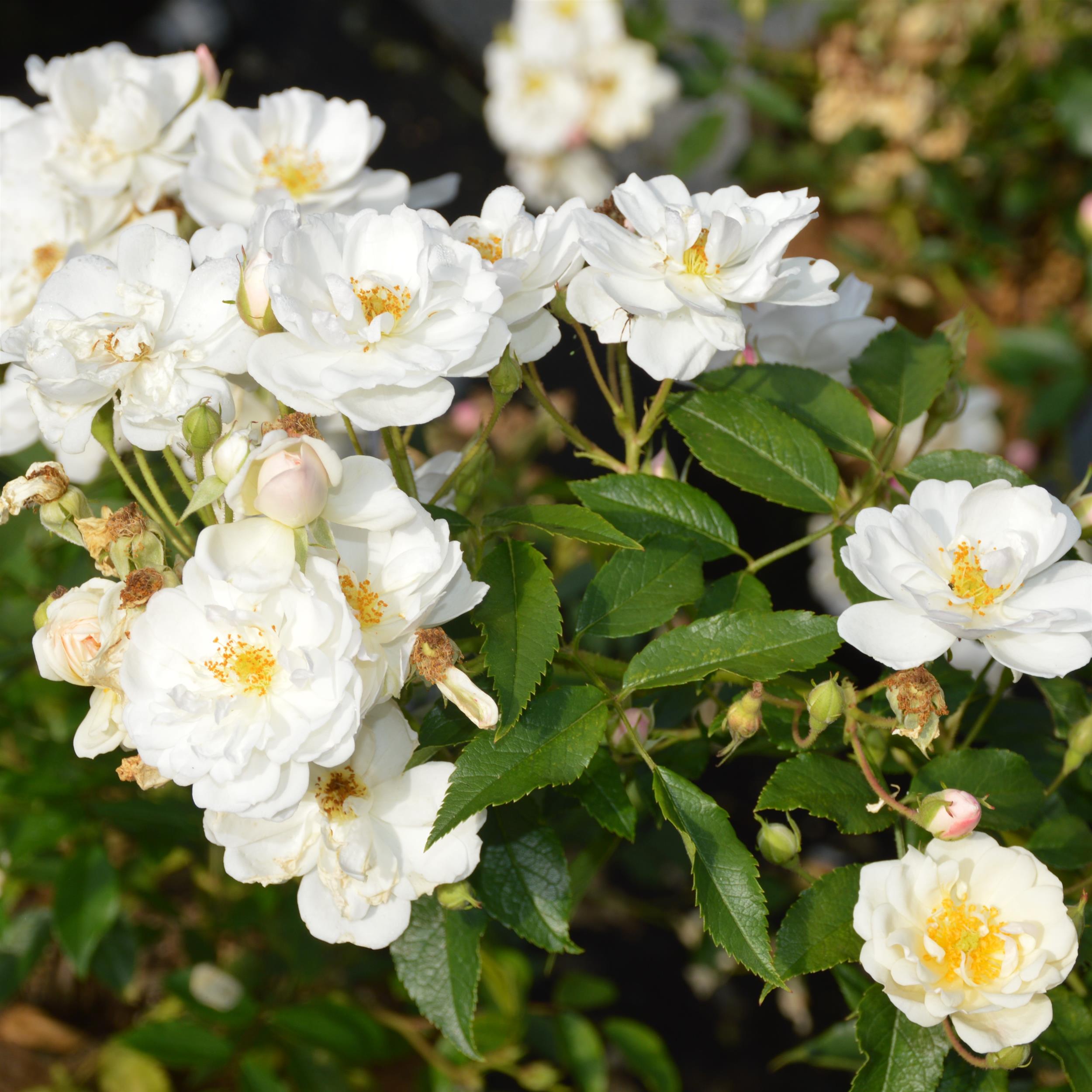 Penelope Hobhouse - Stammrose 110 cm